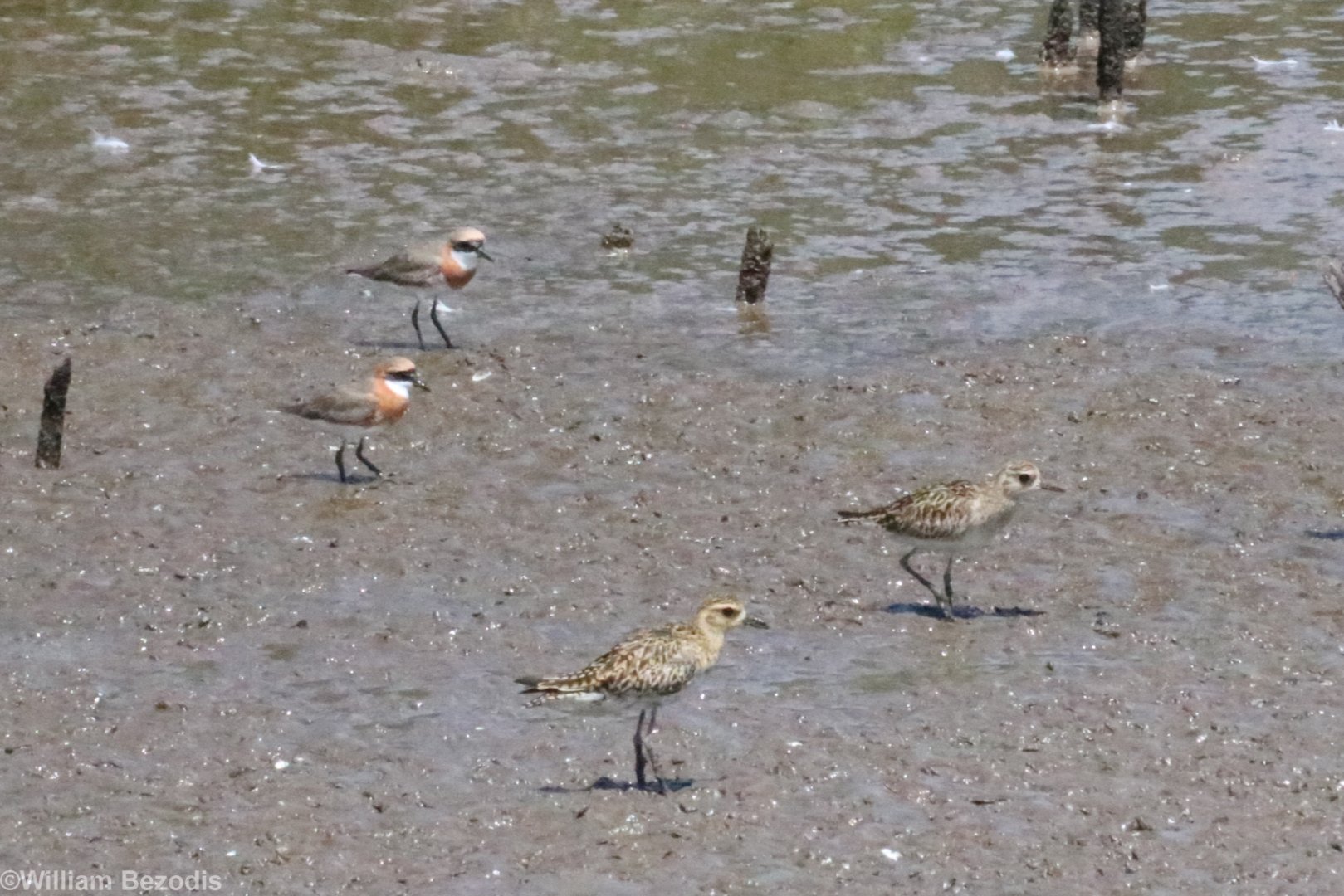 Pacific Golden Plovers and Sandplovers - Bang Poo