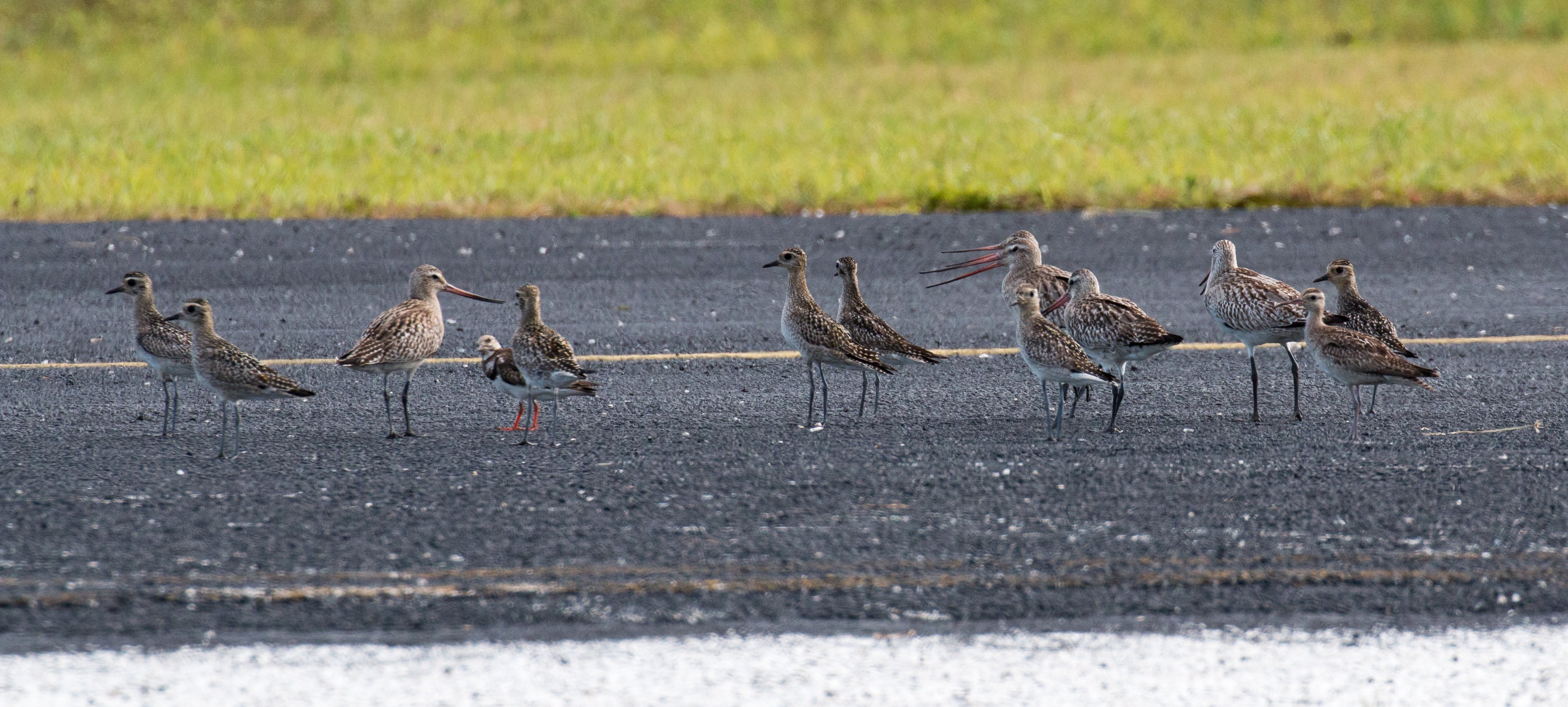 Pacific Golden Plovers, Bar-tailed Godwits, a Ruddy Turnstone and a Little Curlew