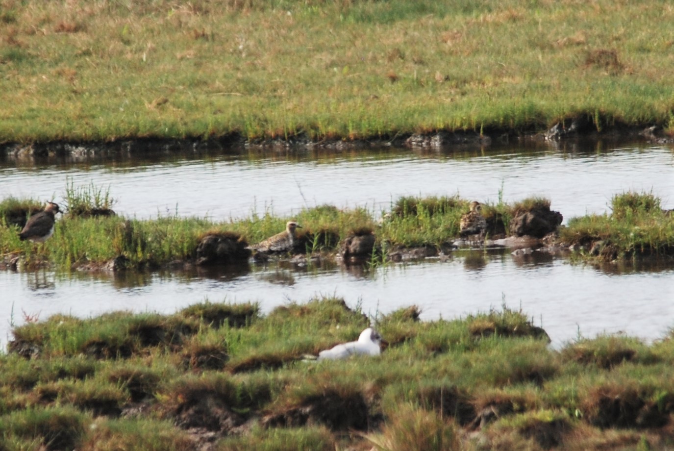 Pacific Golden Plovers, Frampton Marsh, Lincolnshire, 14th August 2021