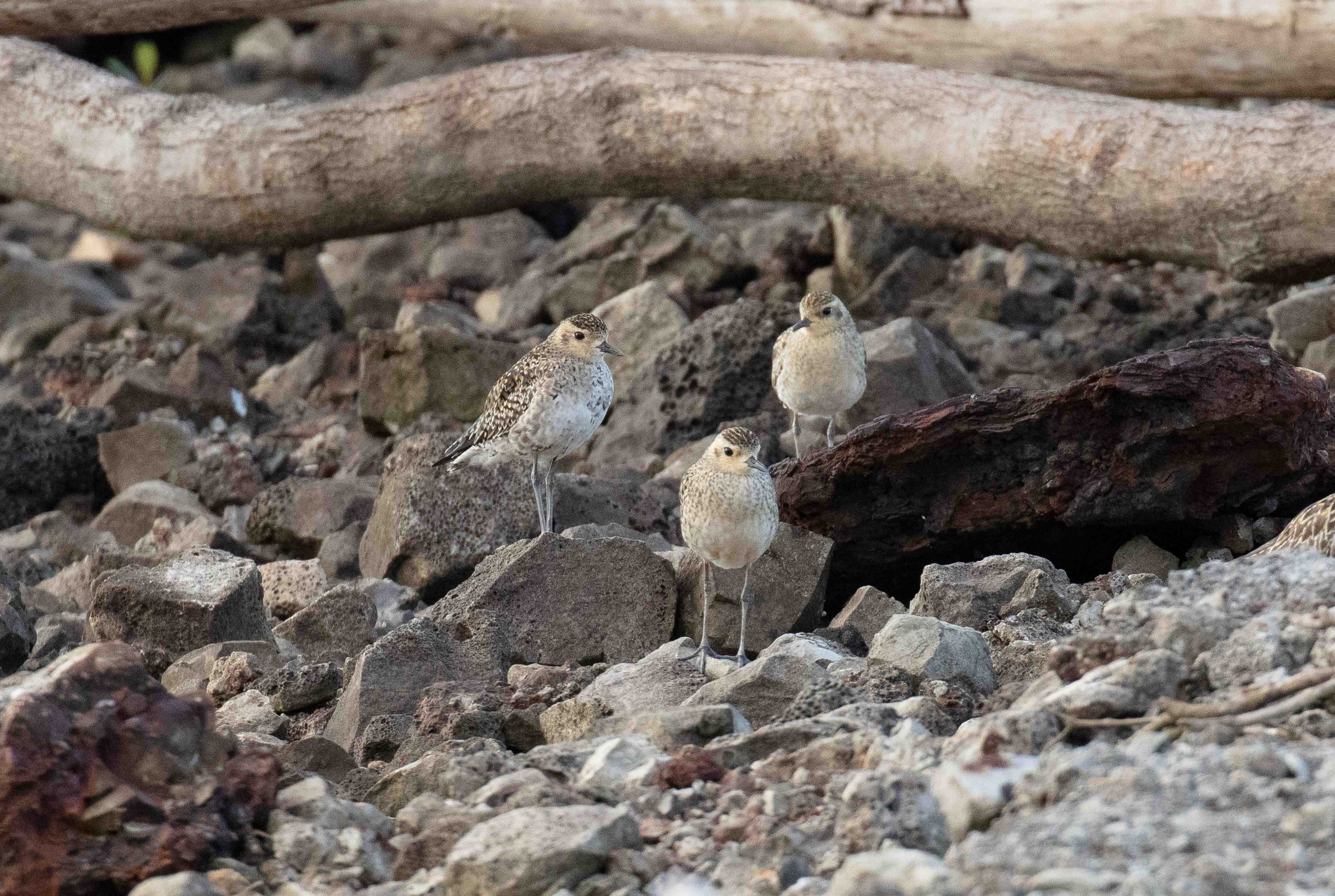 Pacific Golden Plovers