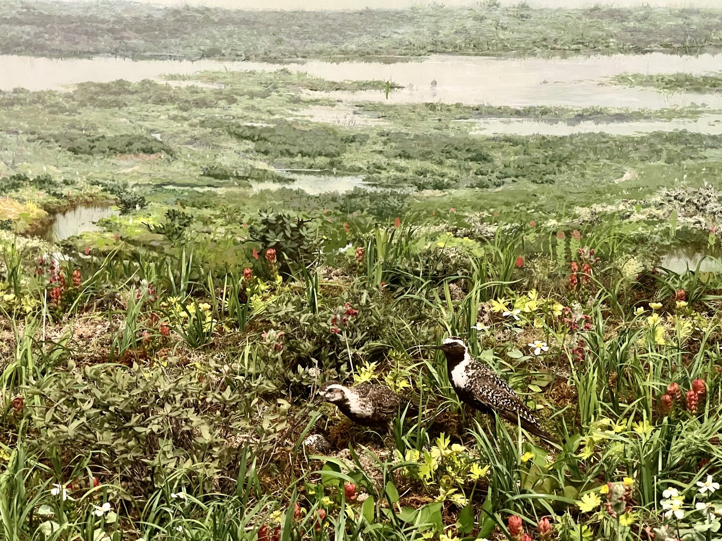Pacific Golden Plovers