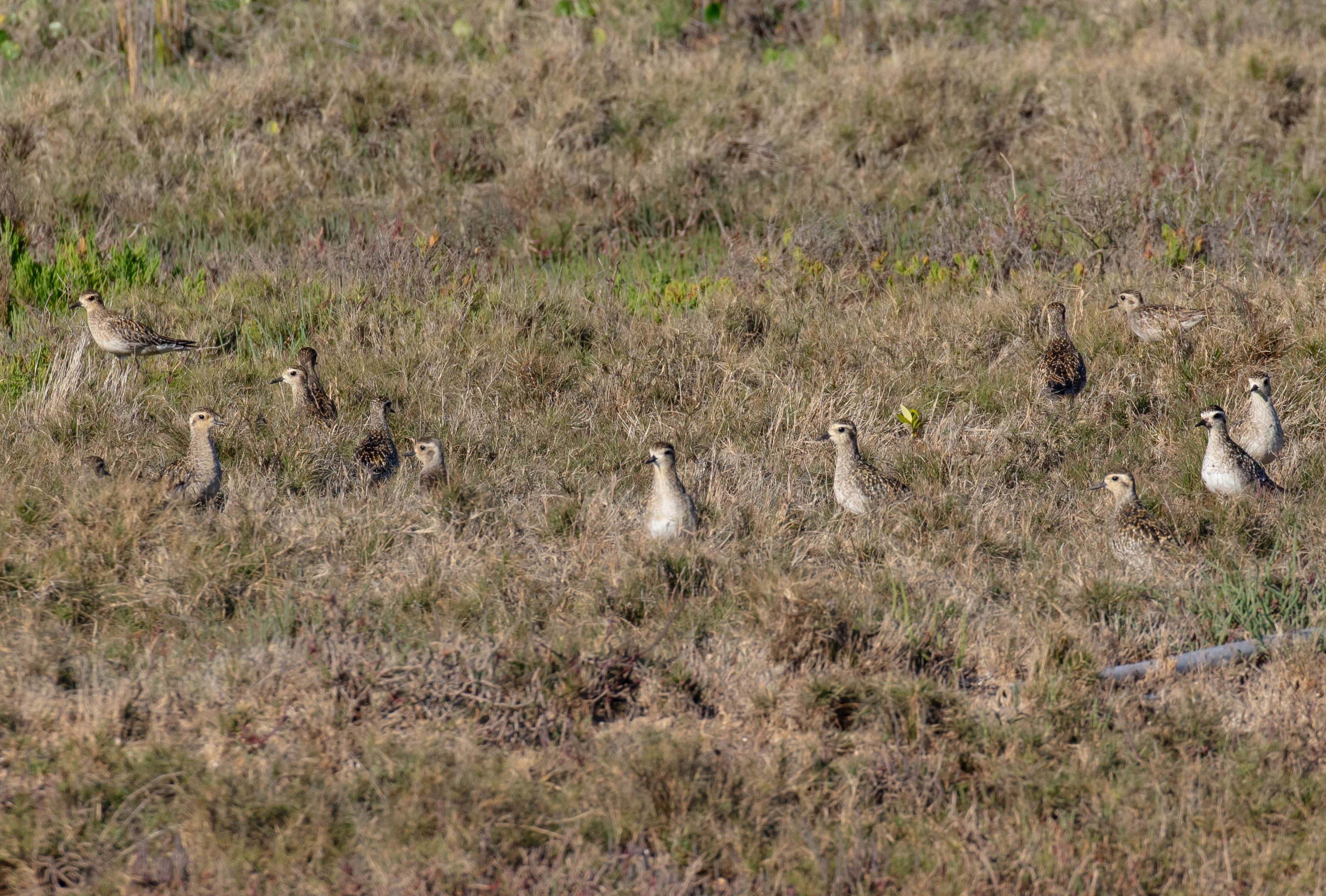 Pacific Golden Plovers