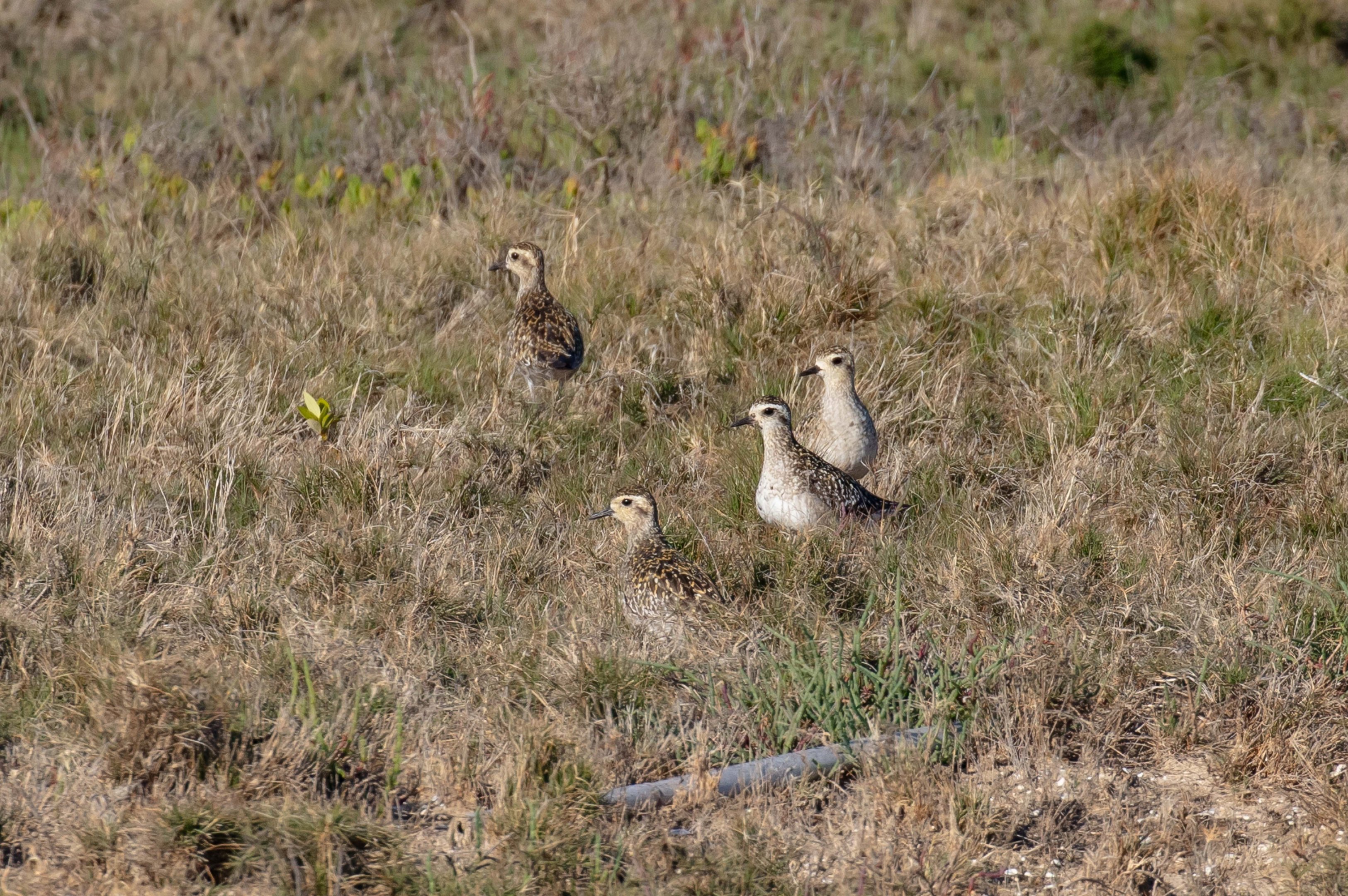 Pacific Golden Plovers