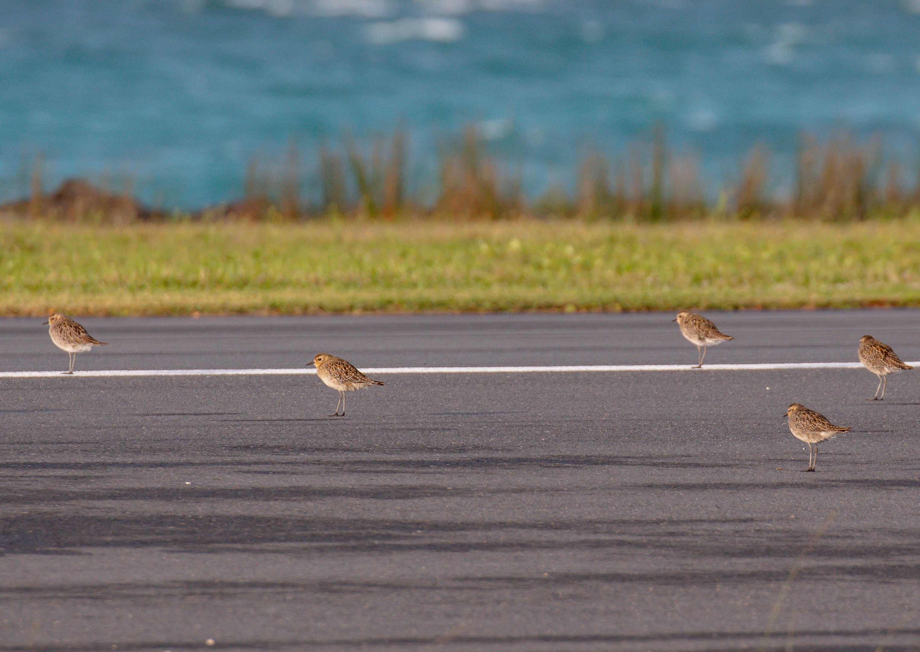 Pacific Golden Plovers