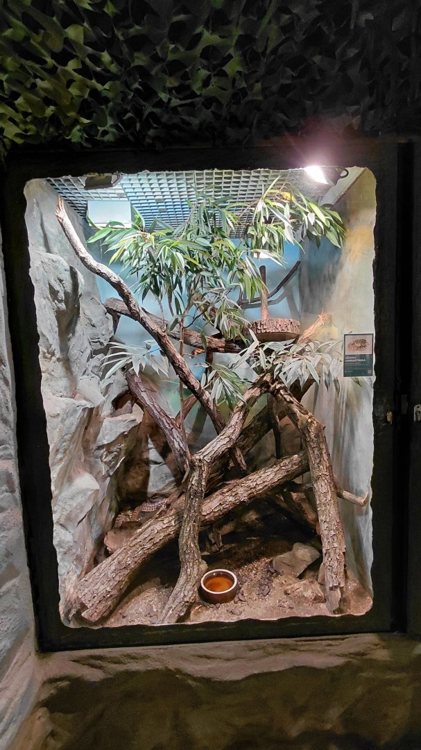 Pacific gopher snake exhibit