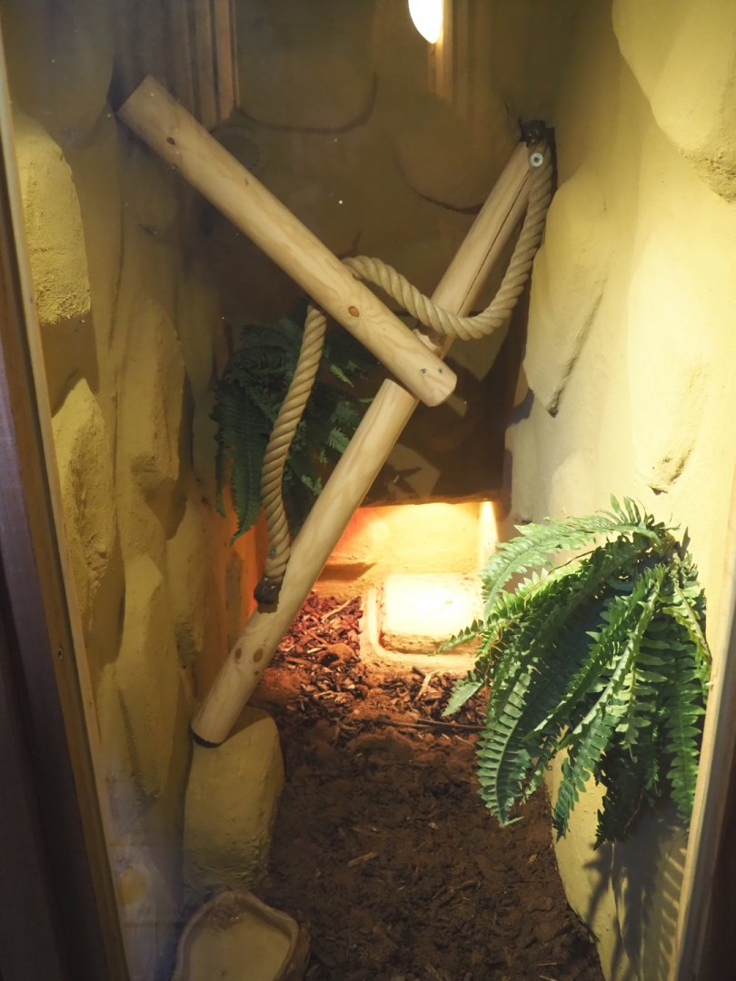 Pacific gopher snake terrarium, 2020-09-12