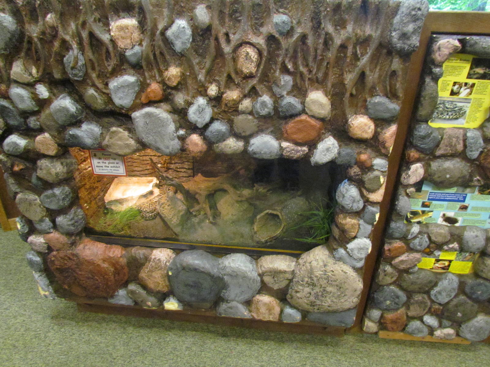 Pacific Gopher Snake