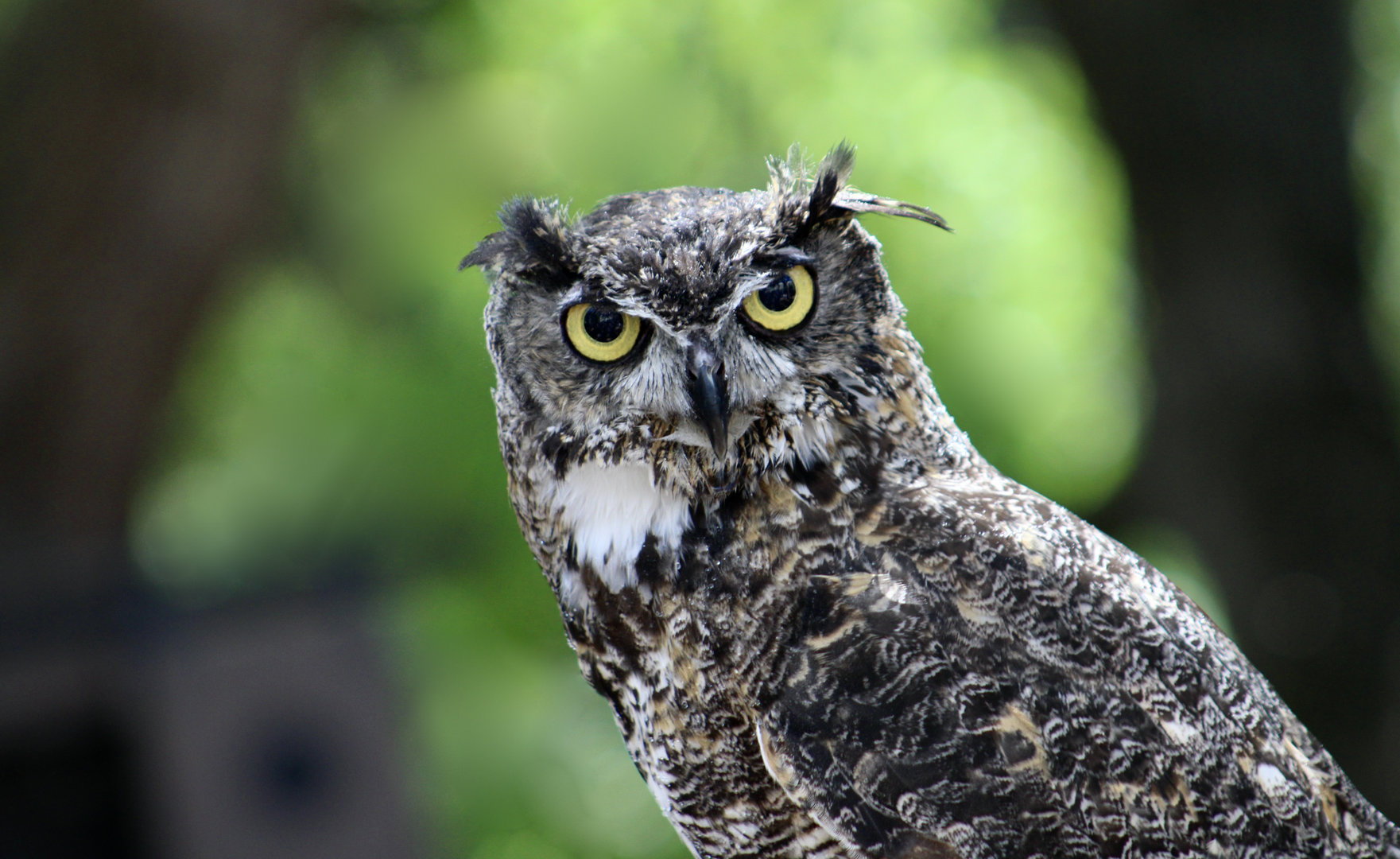 Pacific Great Horned Owl (Bubo virginianus pacificus) "Bubo"