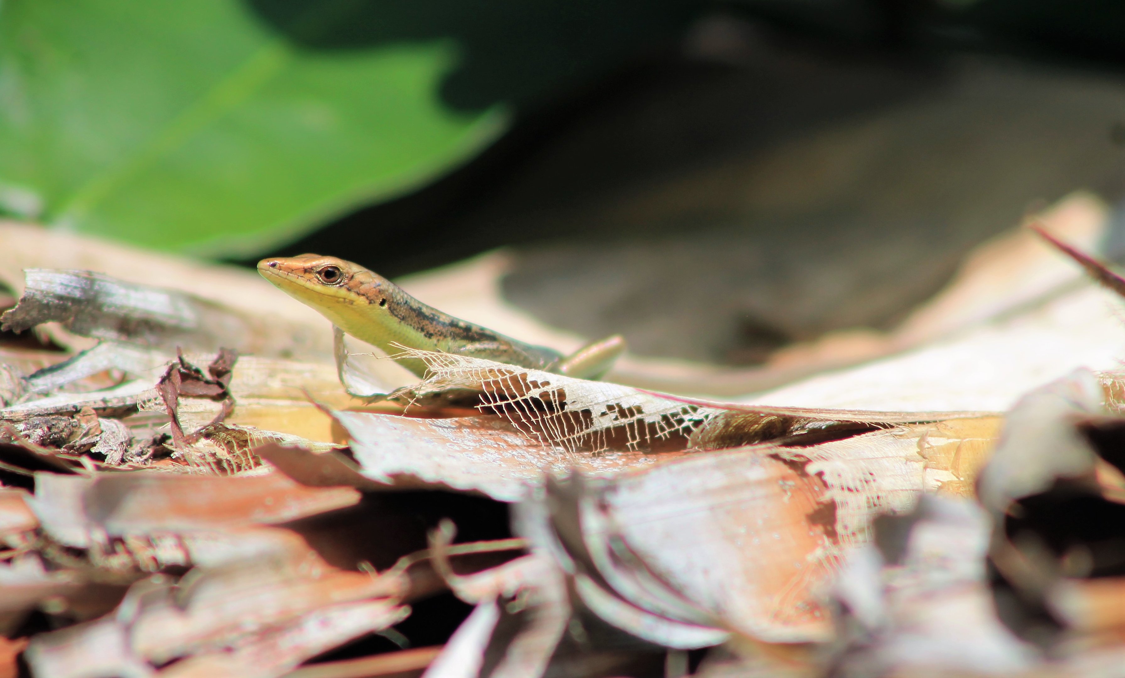 Pacific Green-bellied Tree Skink (Emoia cyanogaster)