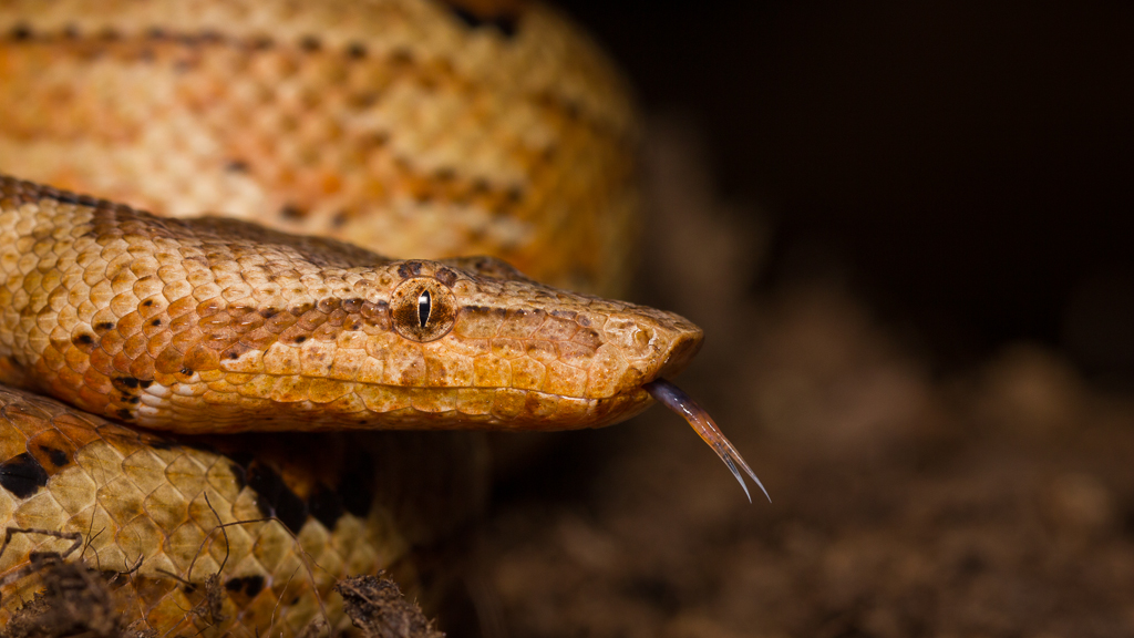 Pacific ground boa - Candoia carinata