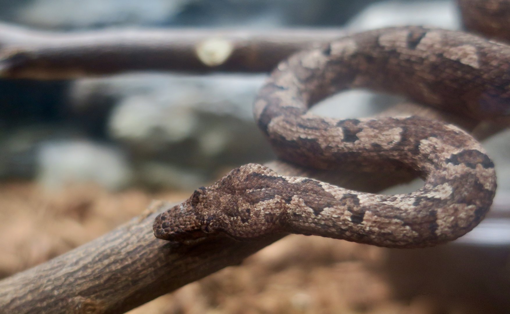 Pacific Ground Boa (Candoia carinata)