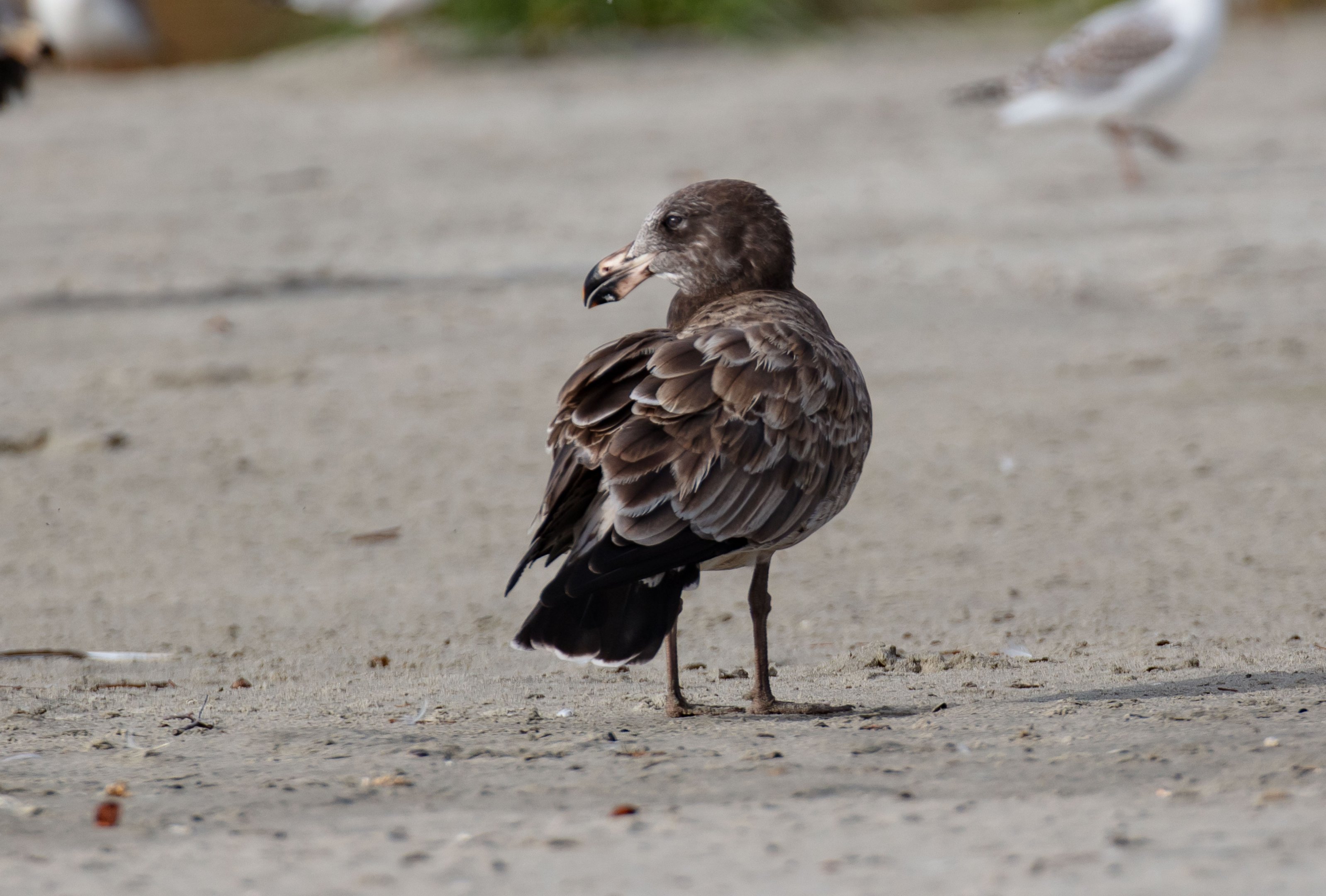 Pacific Gull, 1st year