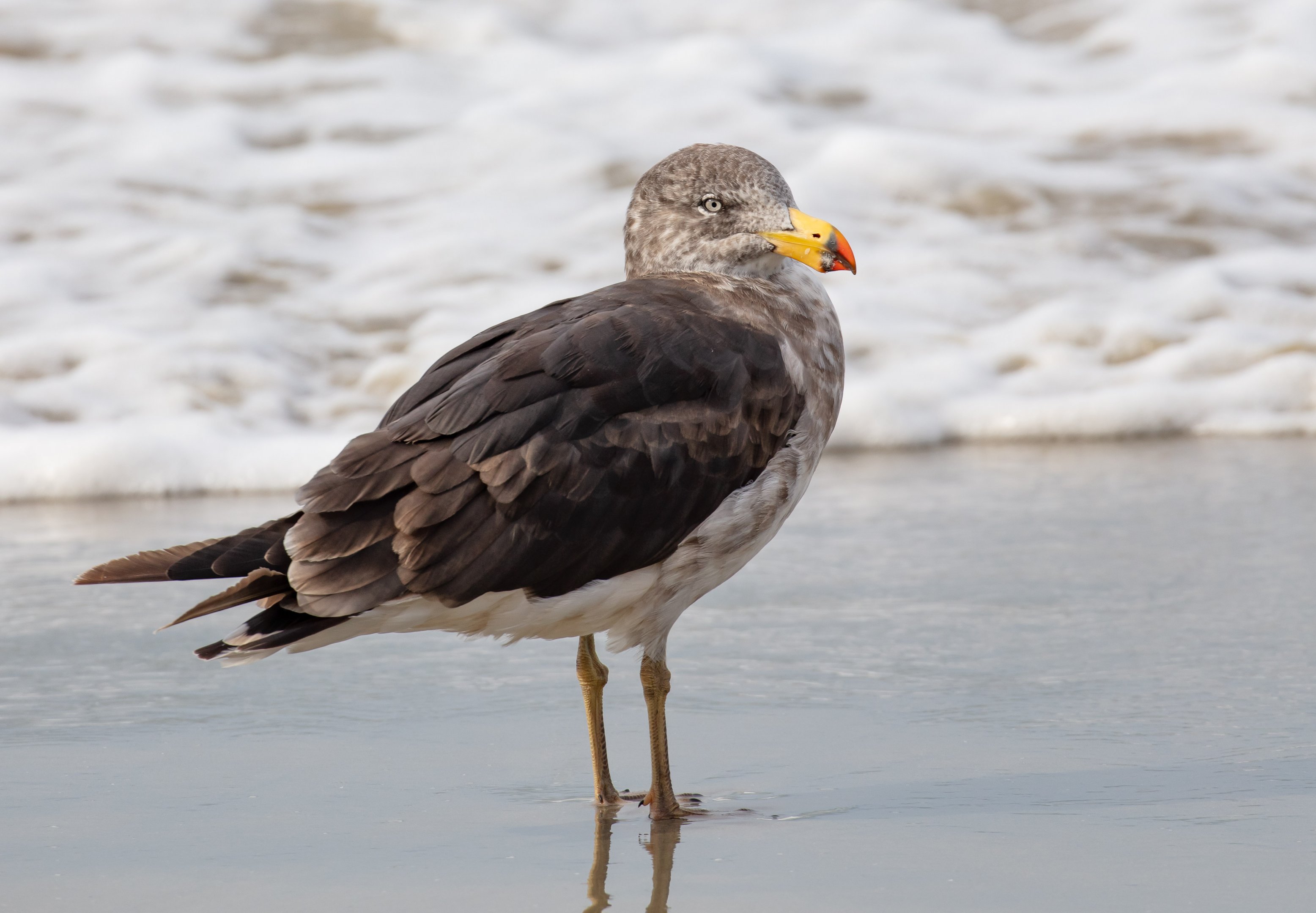 Pacific Gull, 2nd/3rd year