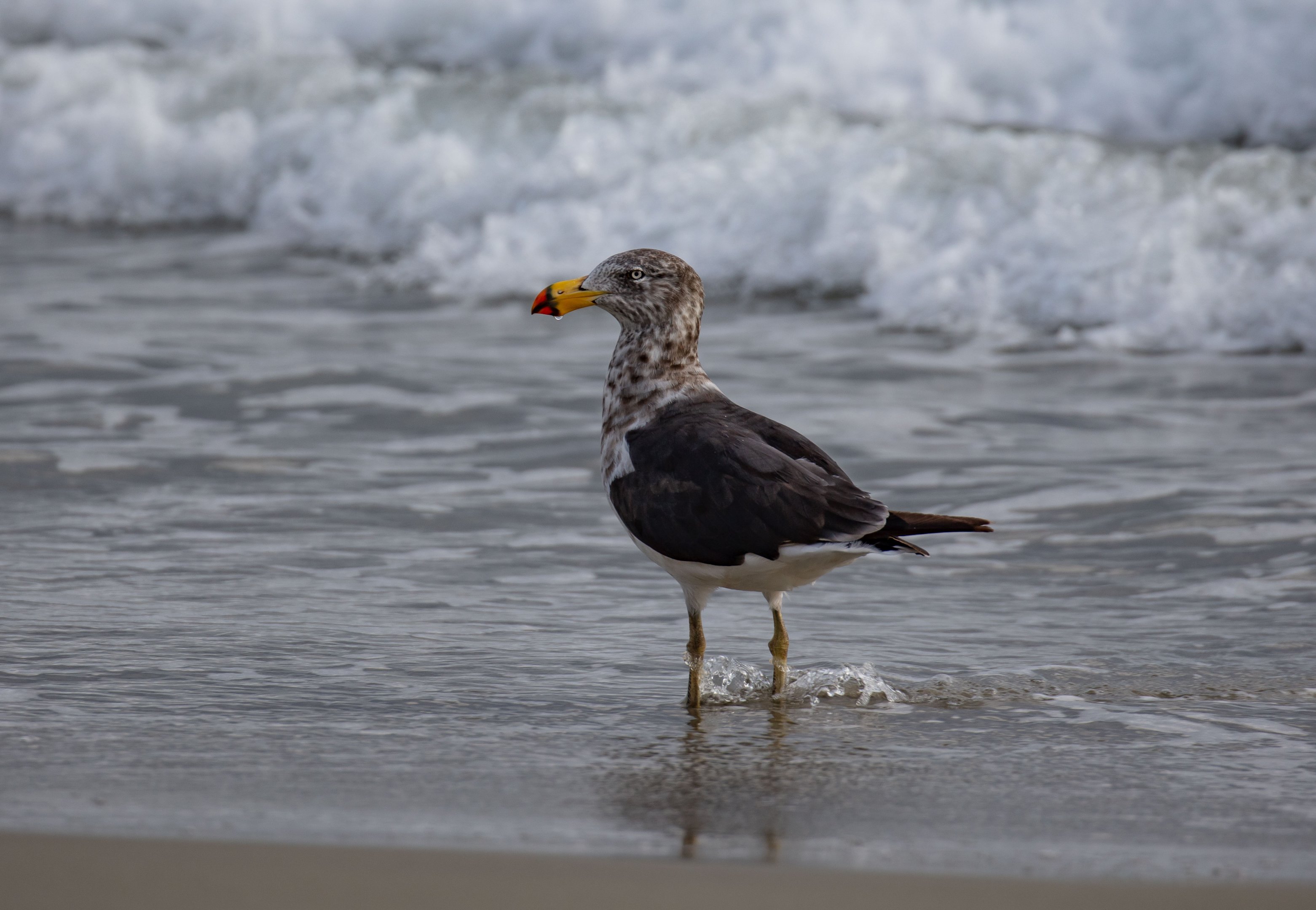 Pacific Gull, 2nd Year