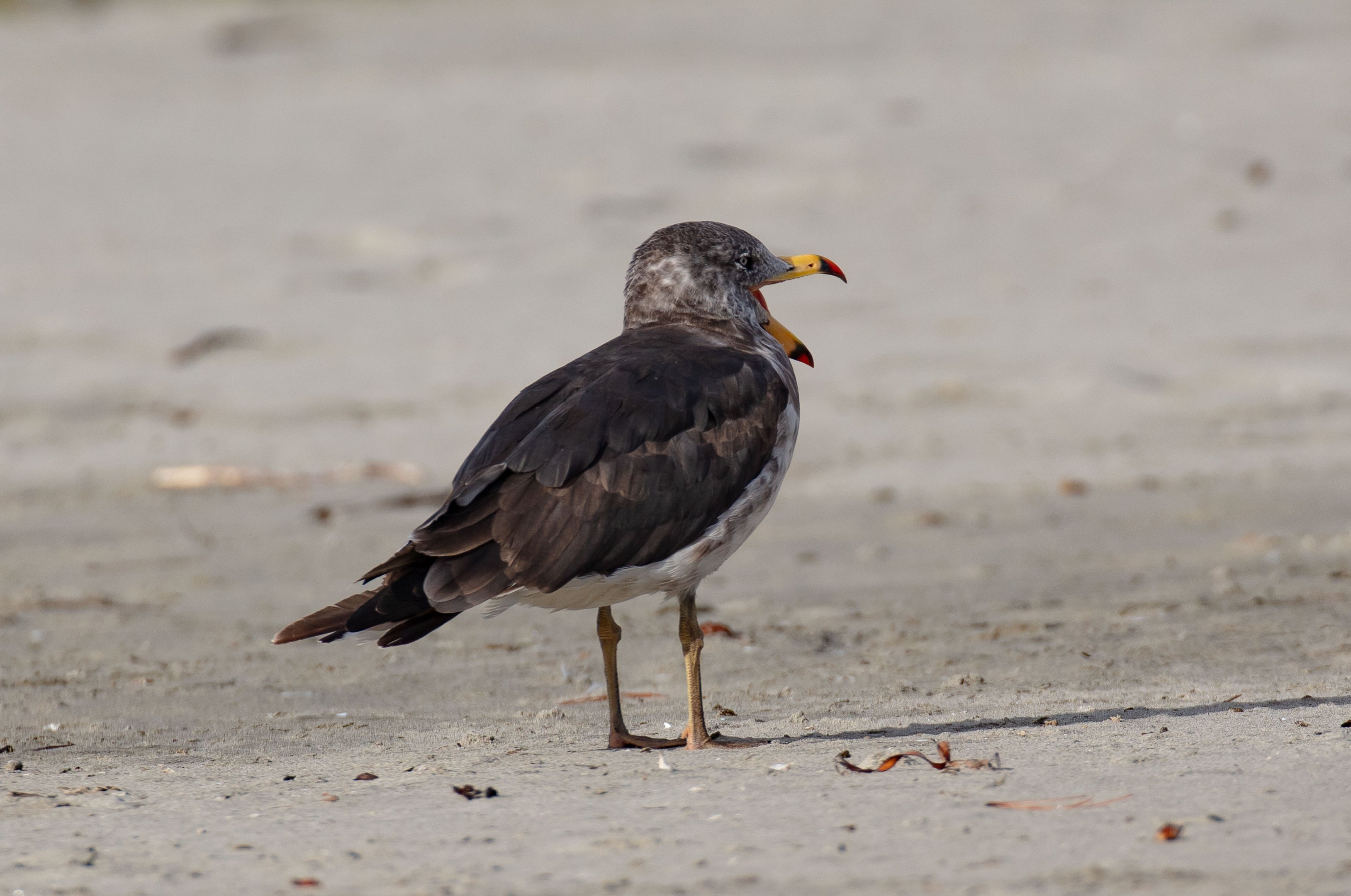 Pacific Gull, 2nd year