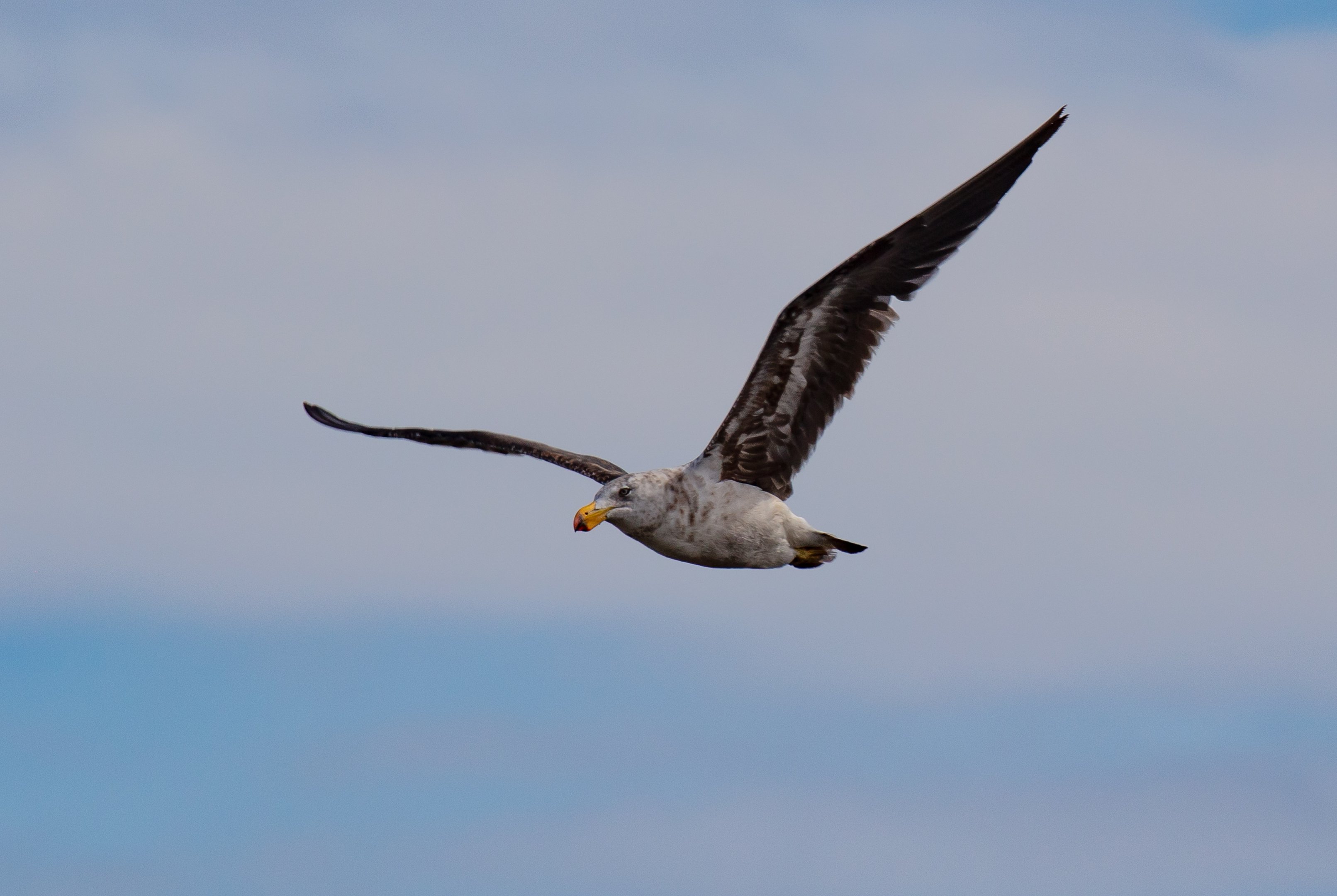 Pacific Gull, 3rd year