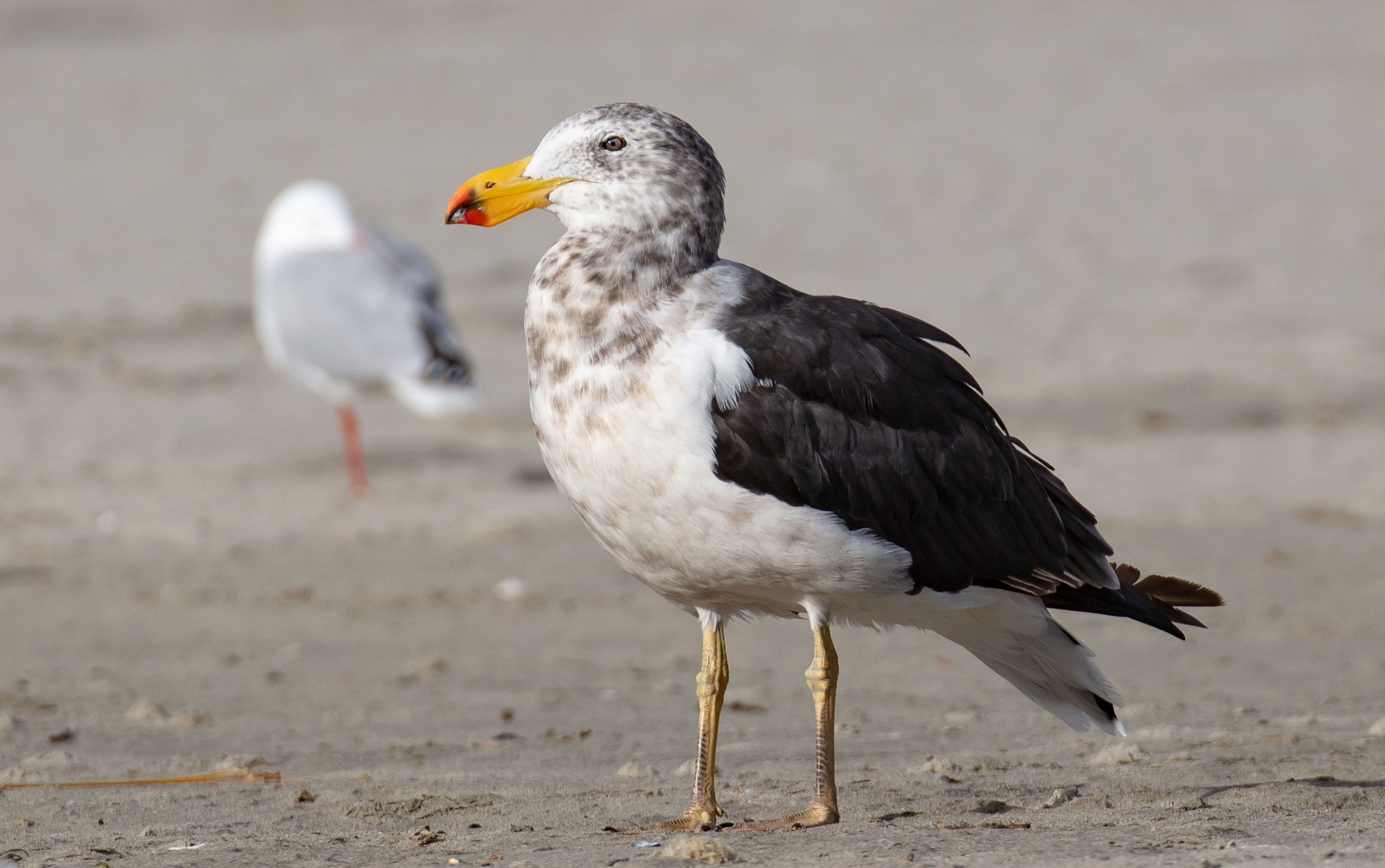 Pacific Gull, 3rd year