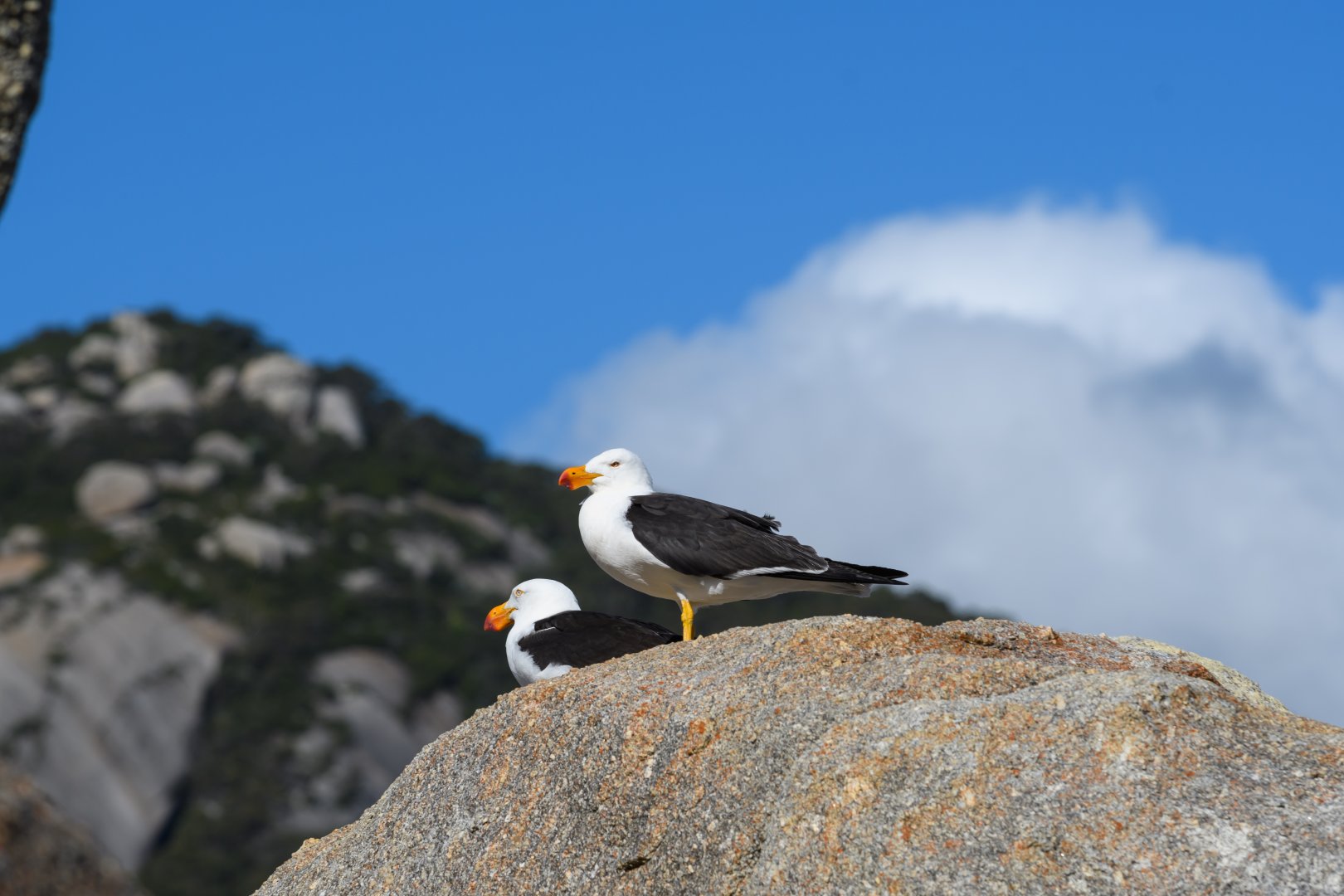 Pacific Gull at Squeaky Beach