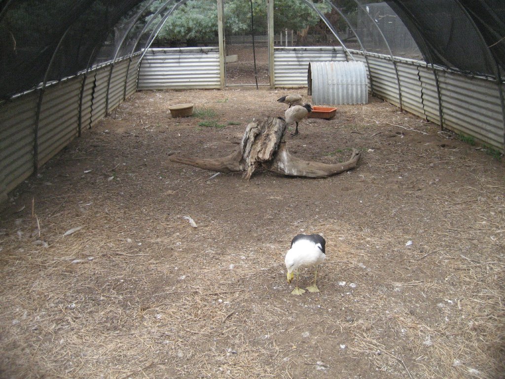 Pacific Gull Aviary