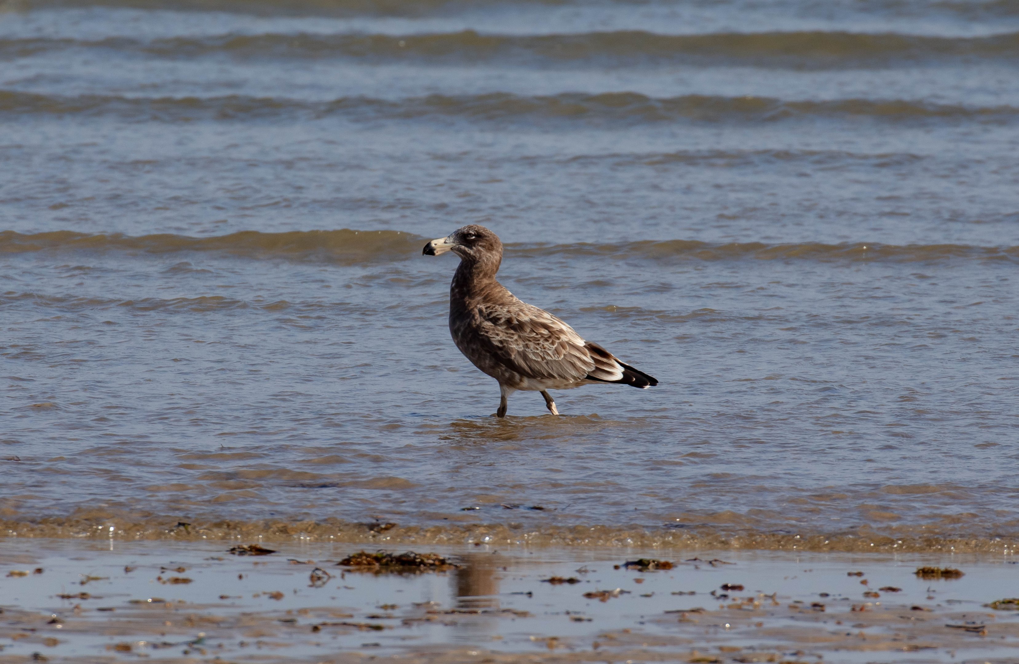 Pacific Gull, immature (first year)