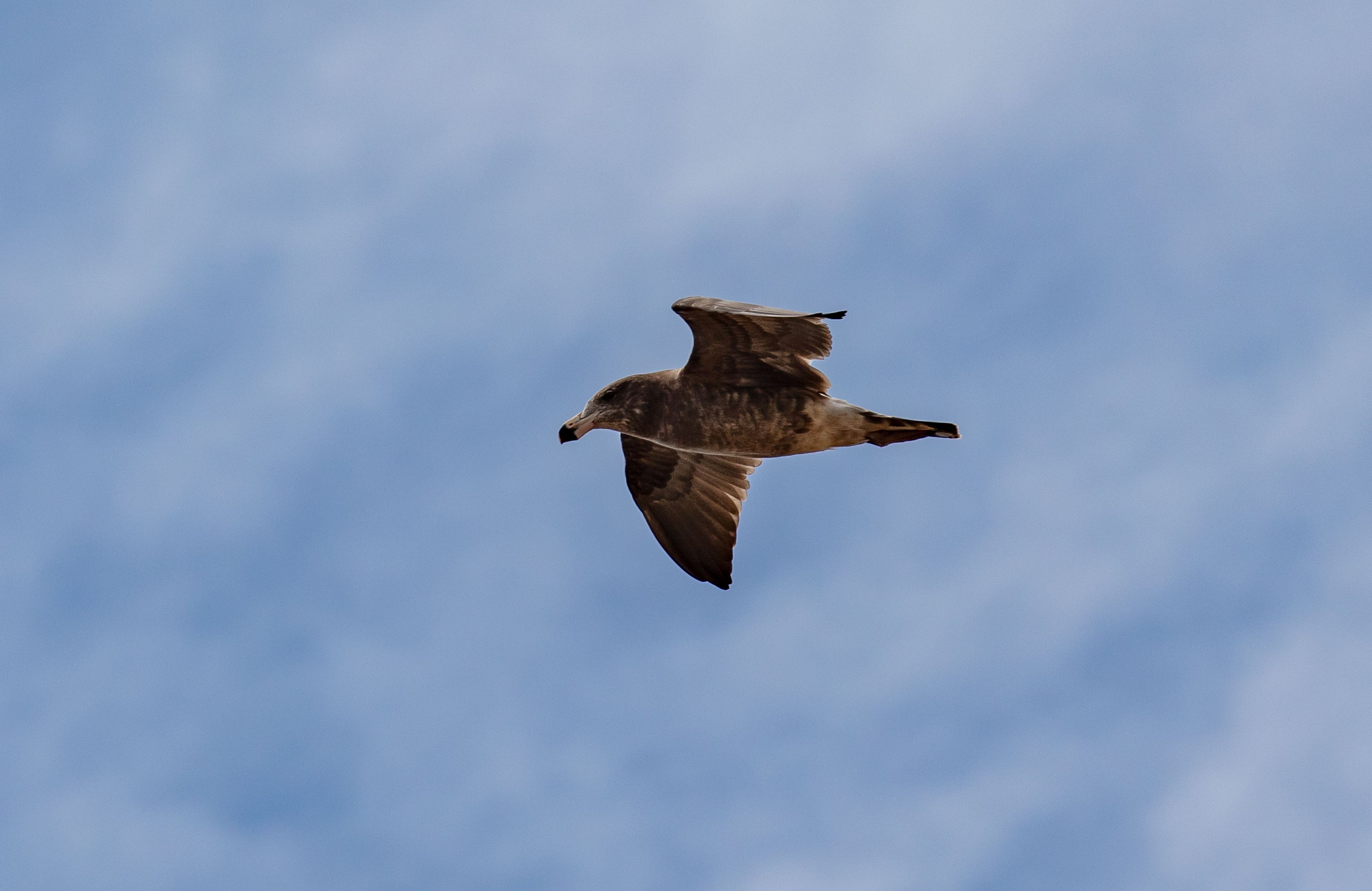 Pacific Gull immature
