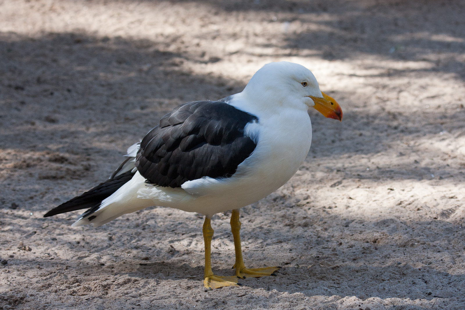 Pacific Gull, Jul 2011
