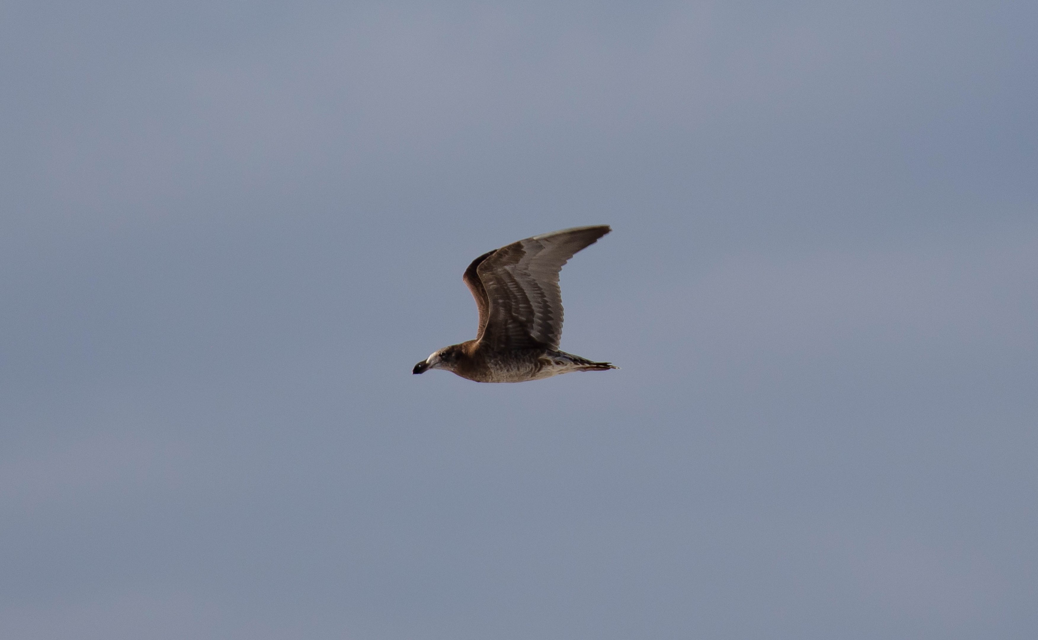 Pacific Gull (juvenile)
