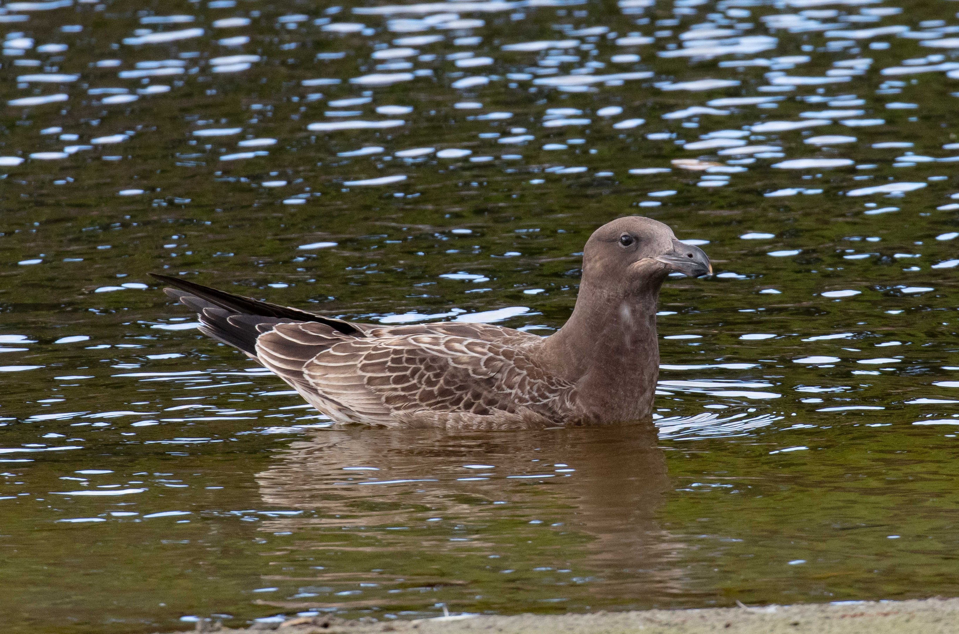 Pacific Gull juvenile