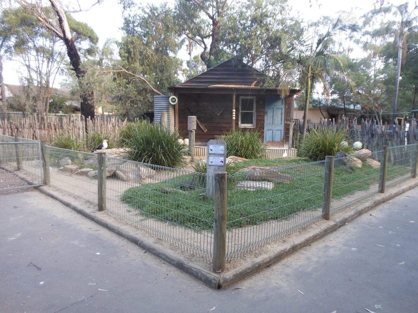 Pacific Gull & Silver Gull exhibit