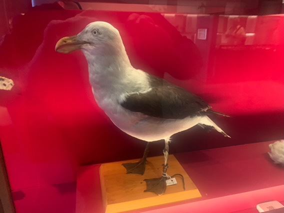 Pacific gull (taxidermised)