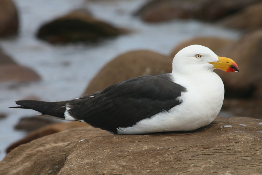 Pacific Gull