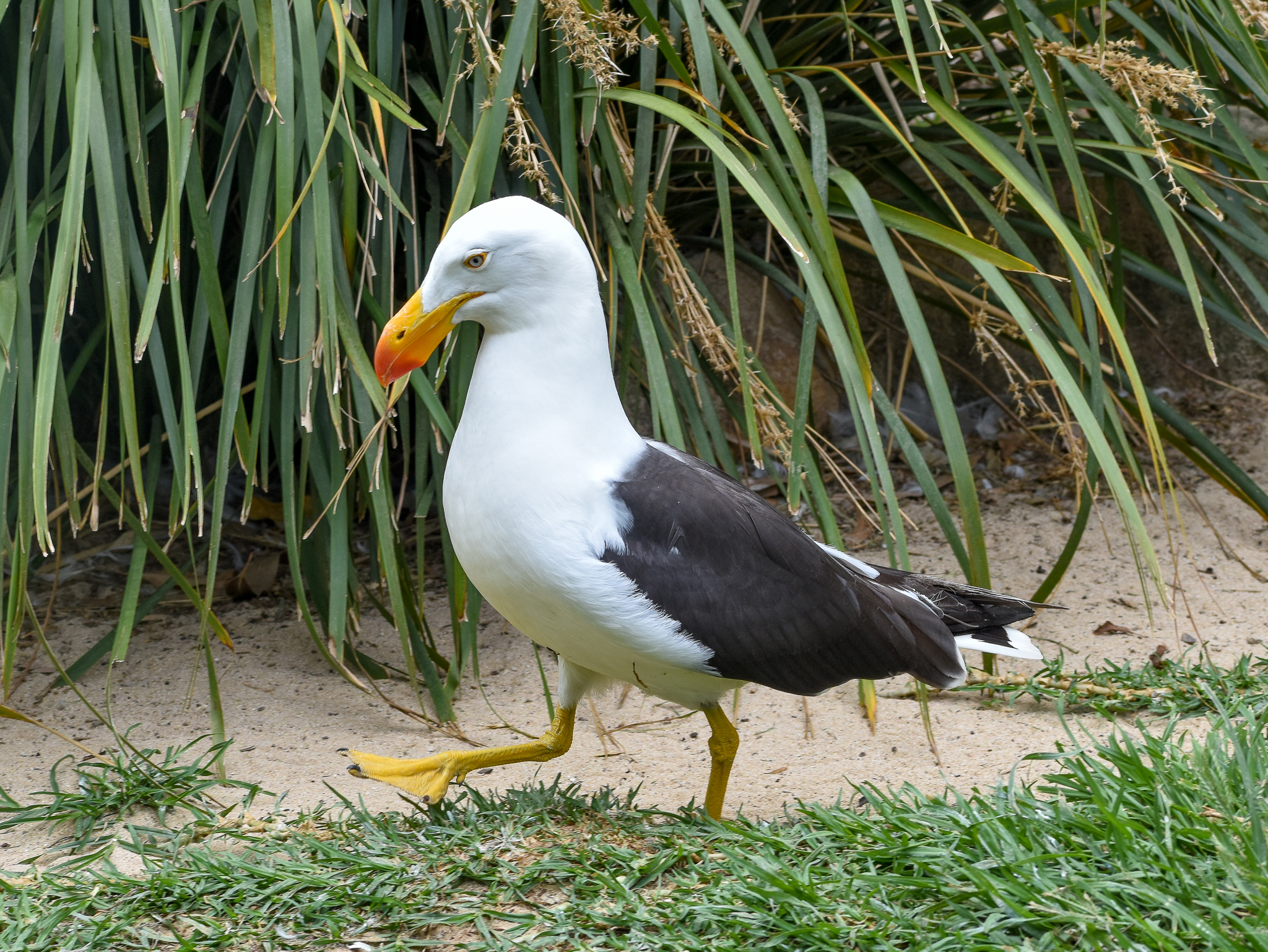 Pacific Gull