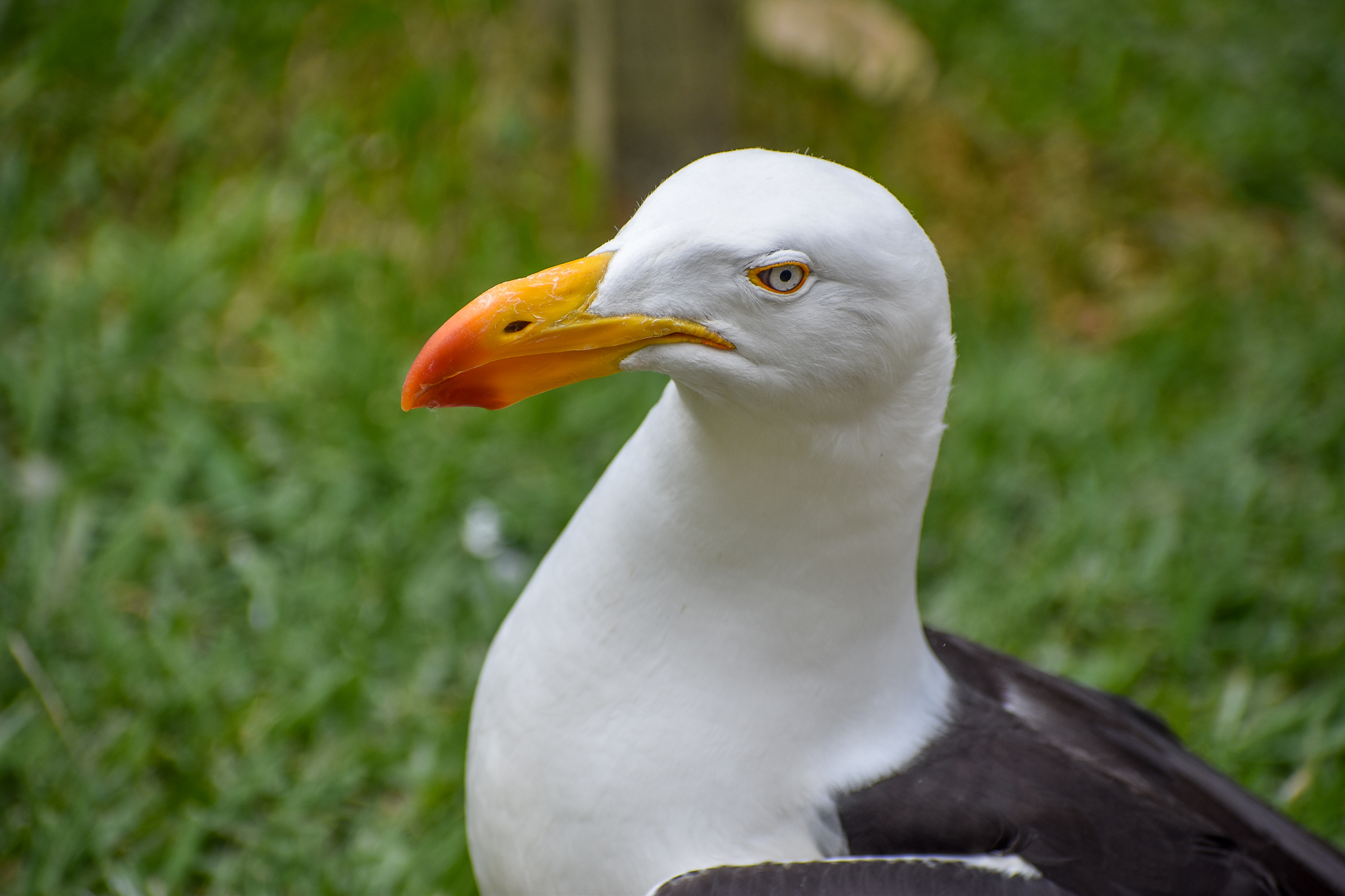 Pacific Gull