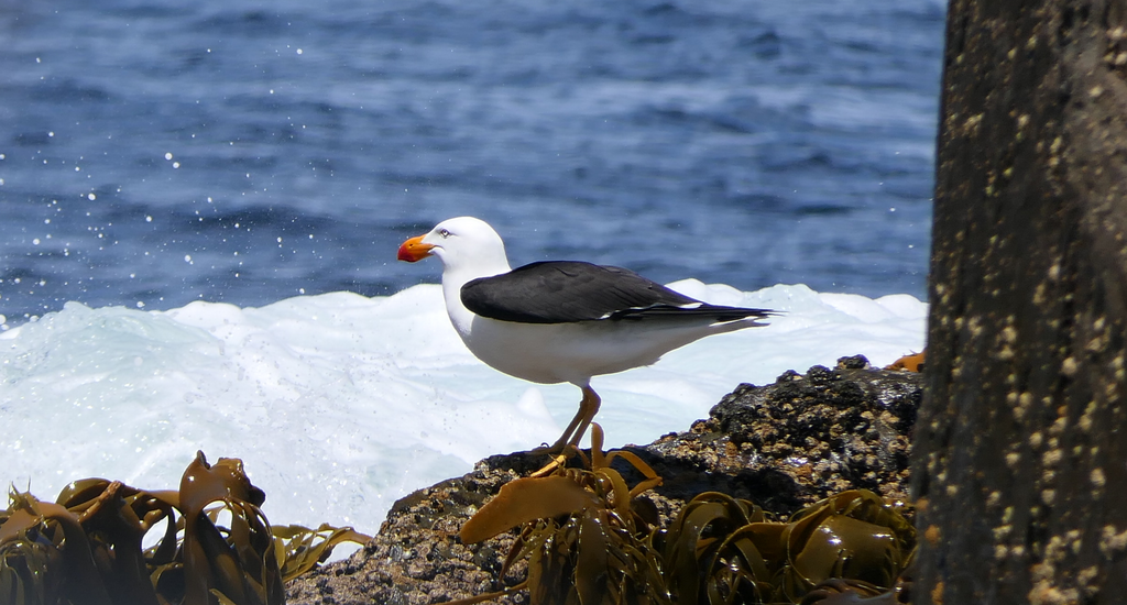 Pacific Gull