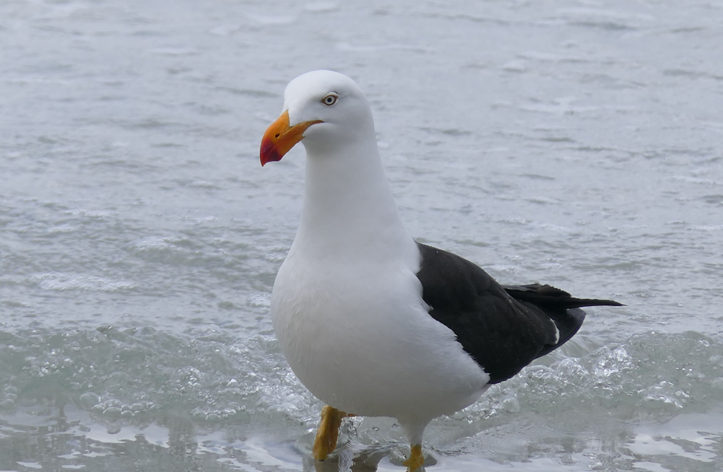 Pacific Gull