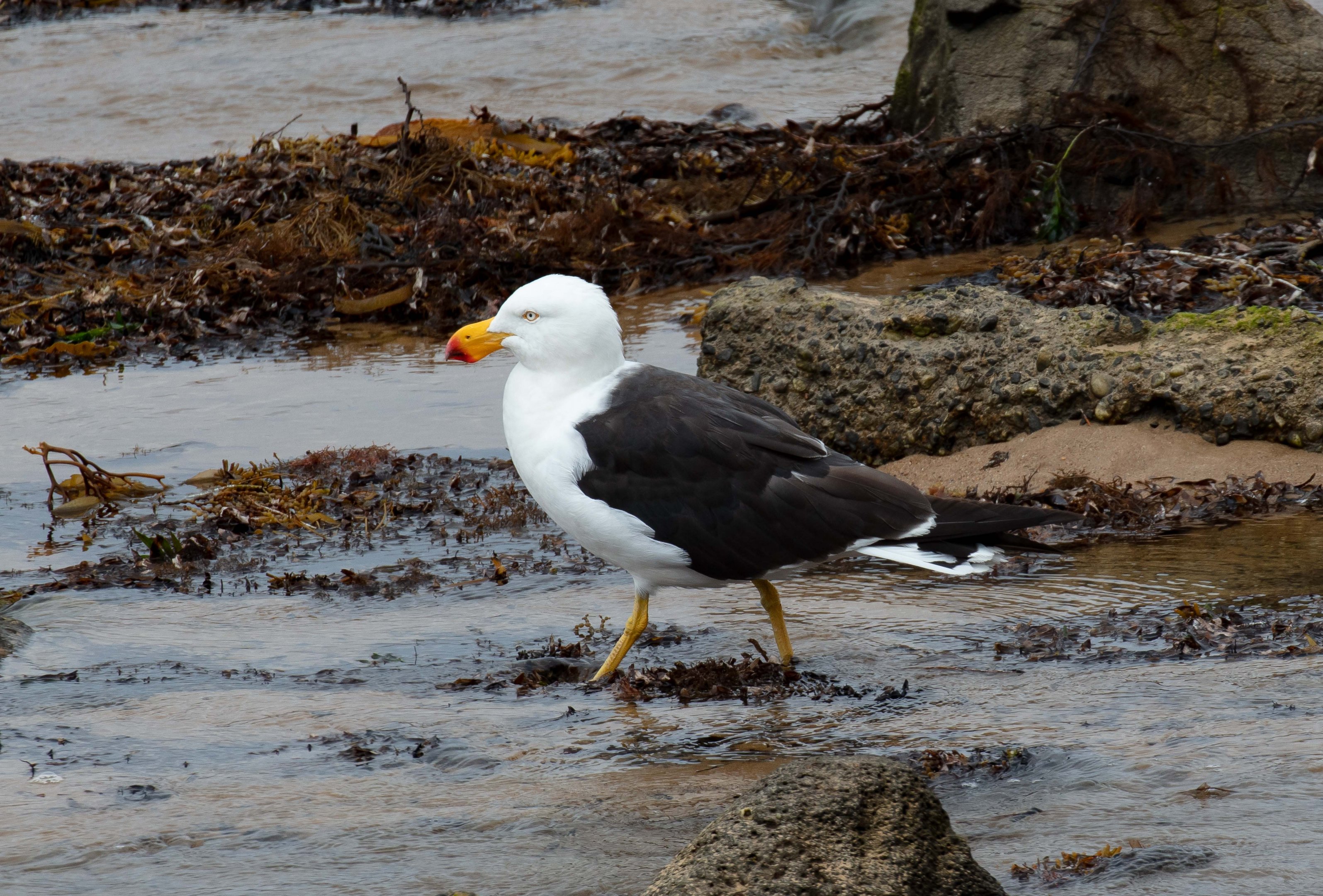 Pacific Gull