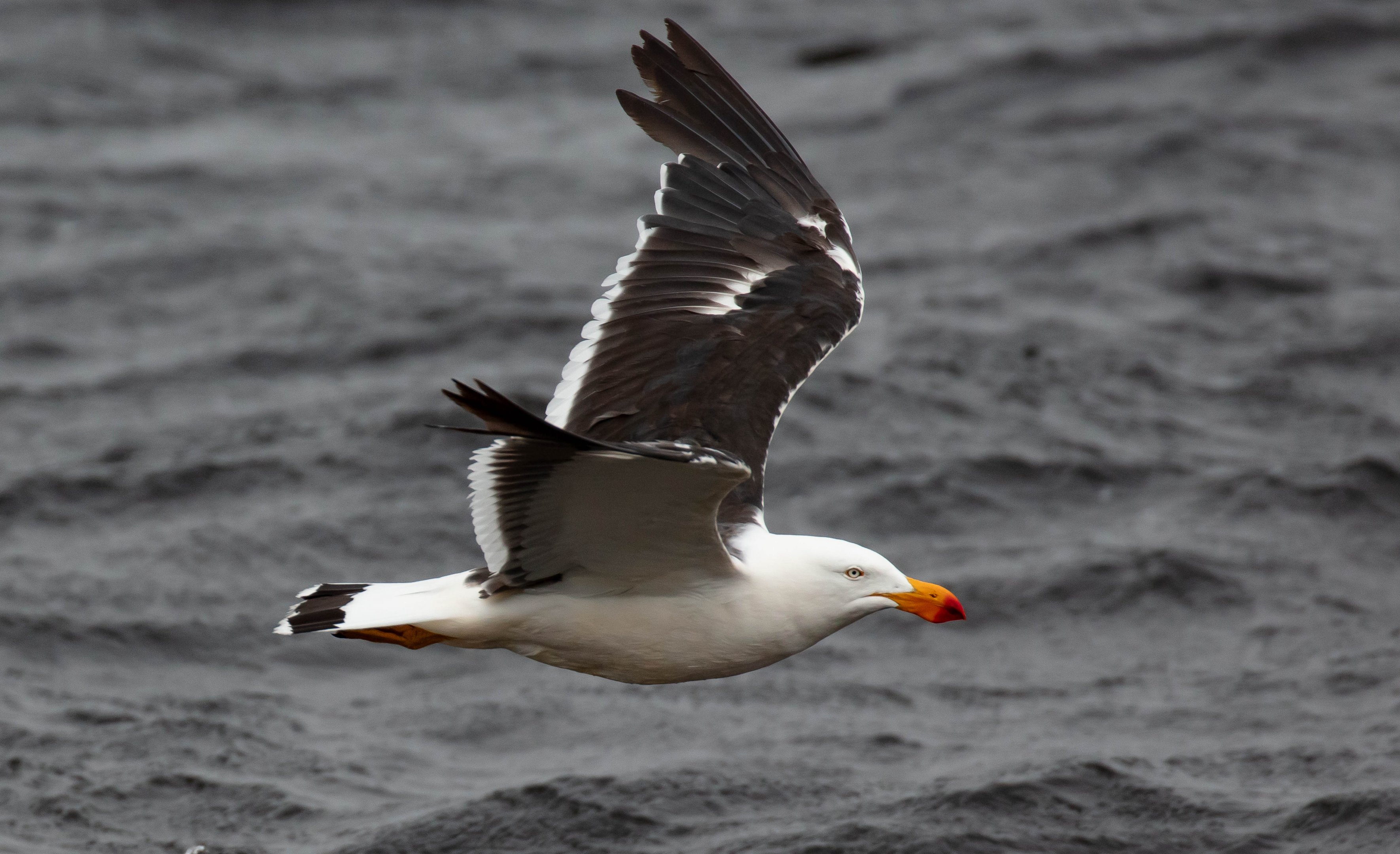 Pacific Gull