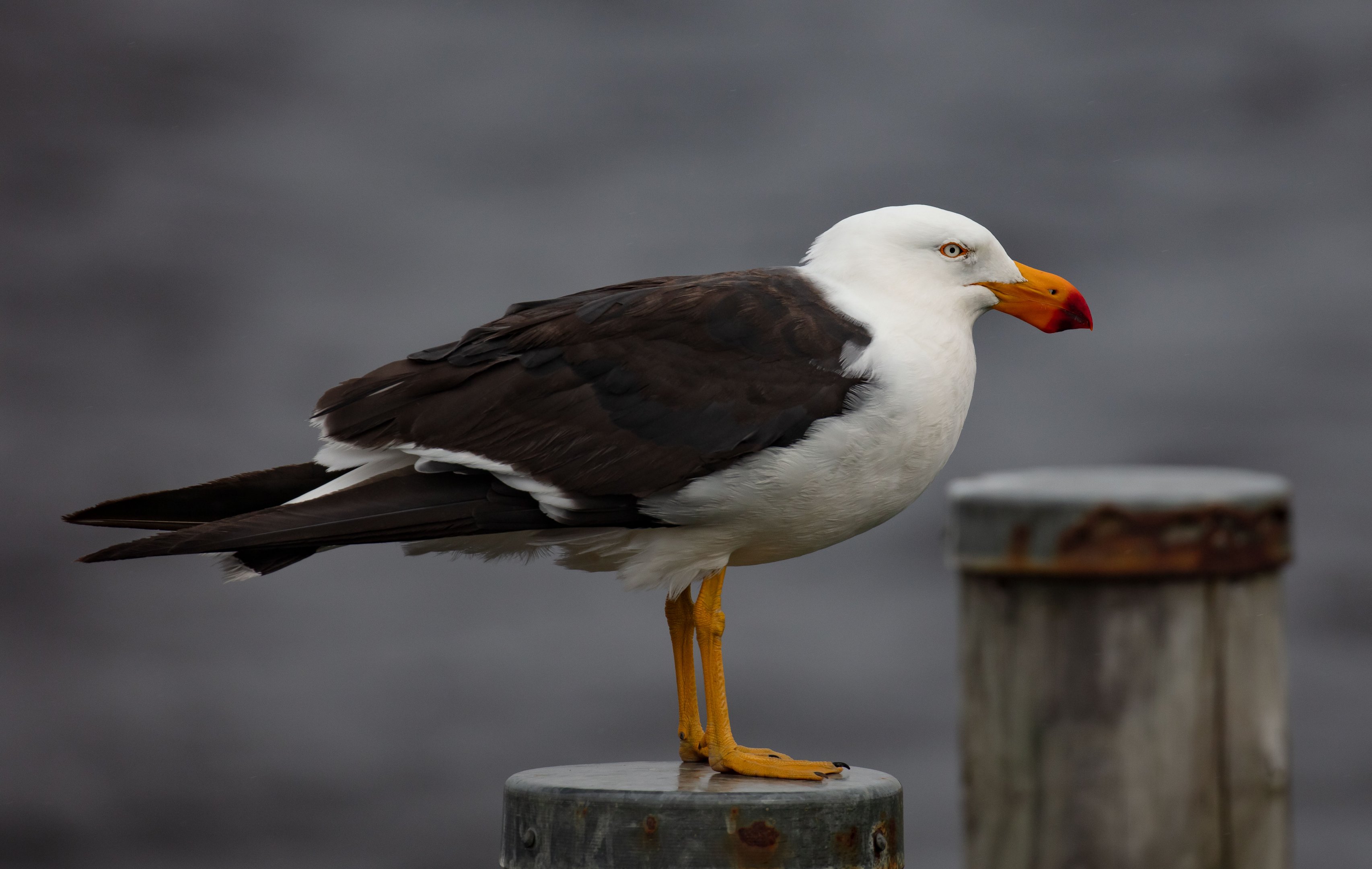 Pacific Gull