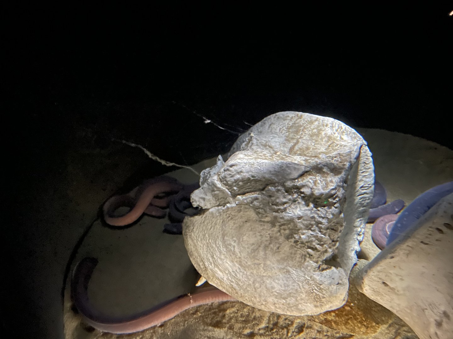 Pacific hagfish tank