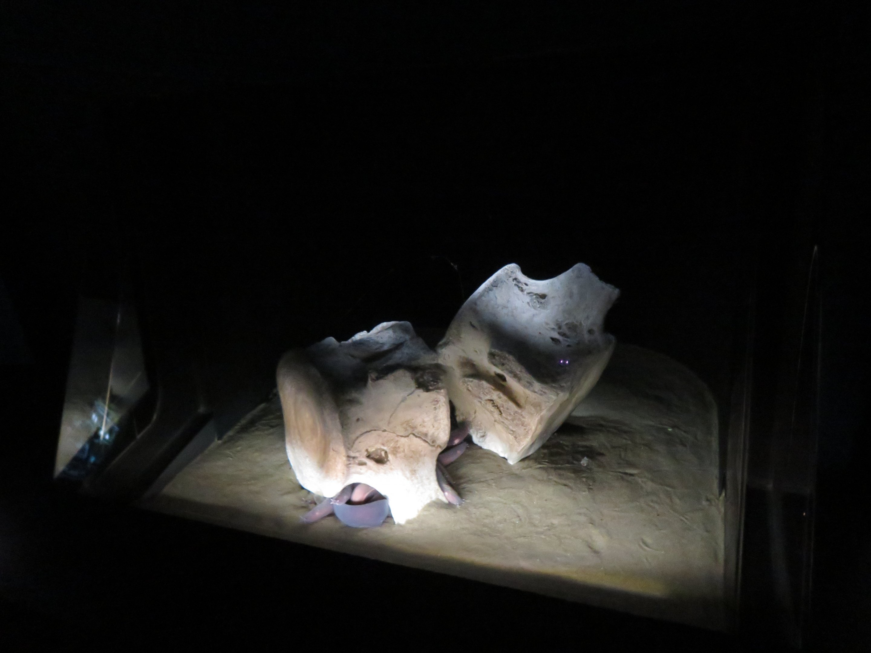 Pacific Hagfish Tank