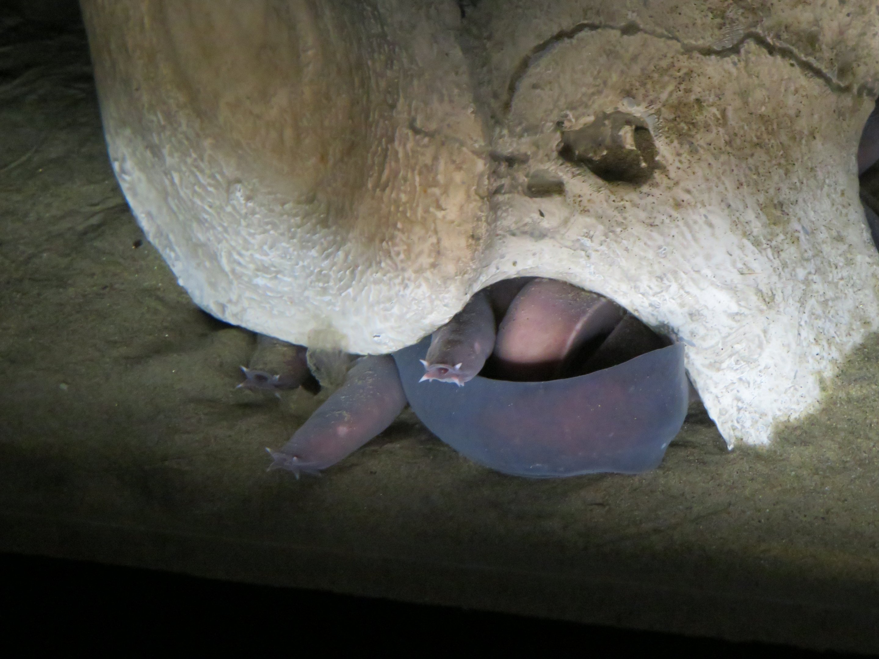 Pacific Hagfish