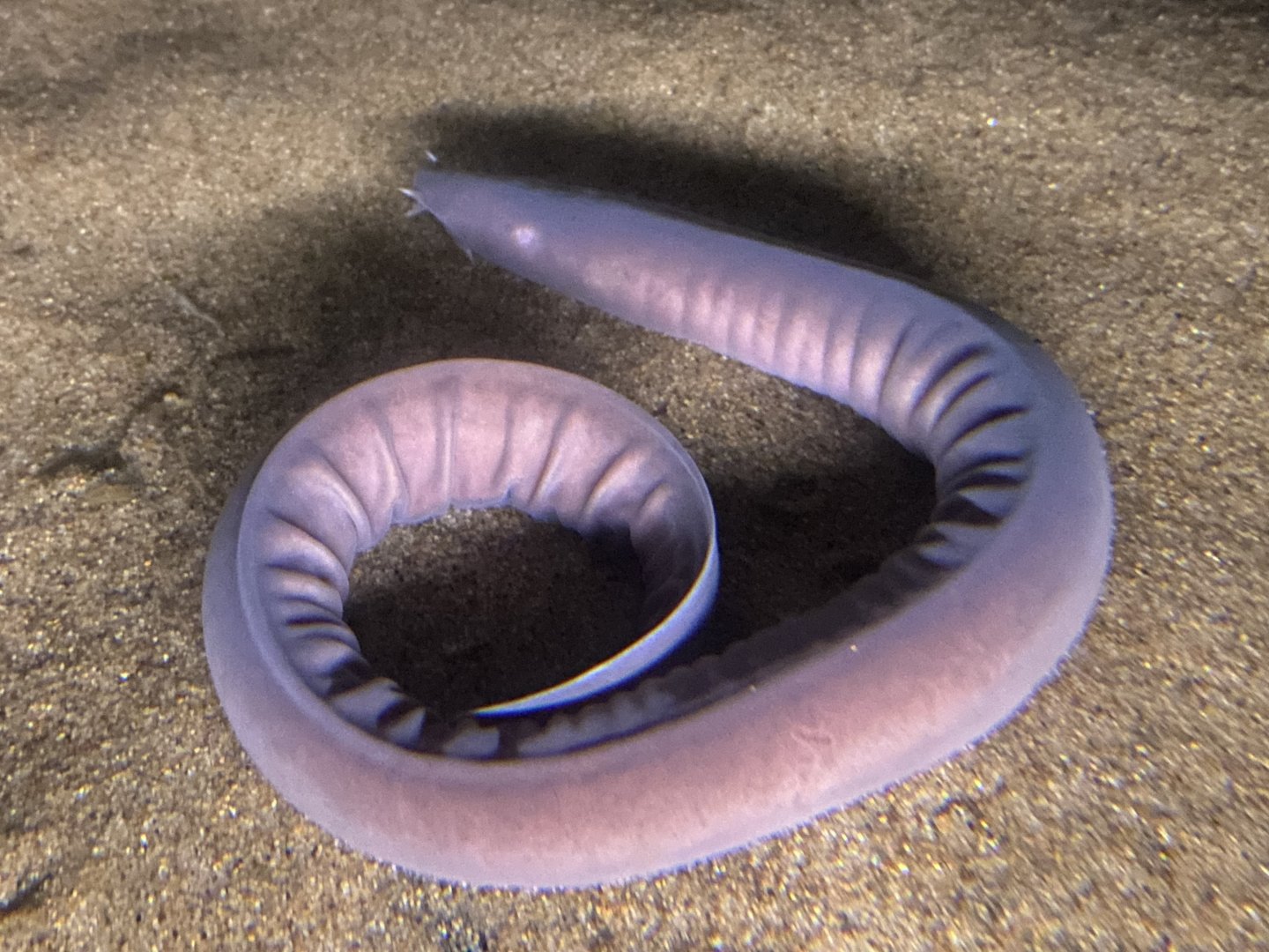 Pacific hagfish