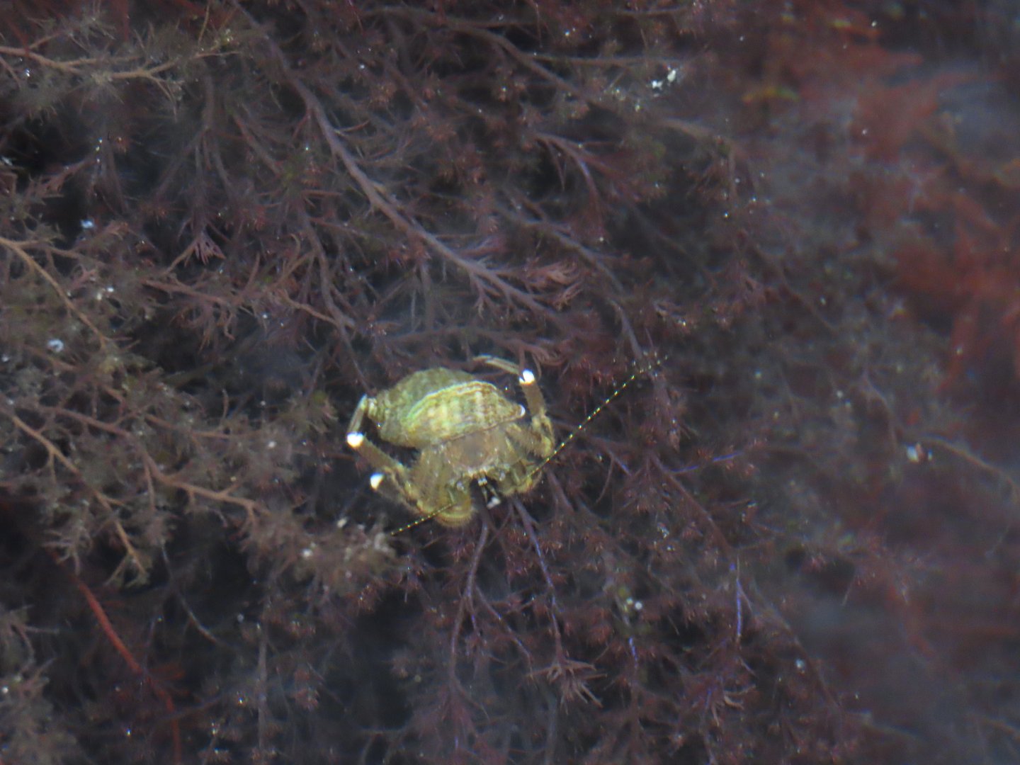 Pacific Hairy Hermit Crab (Pagurus hirsutiusculus)