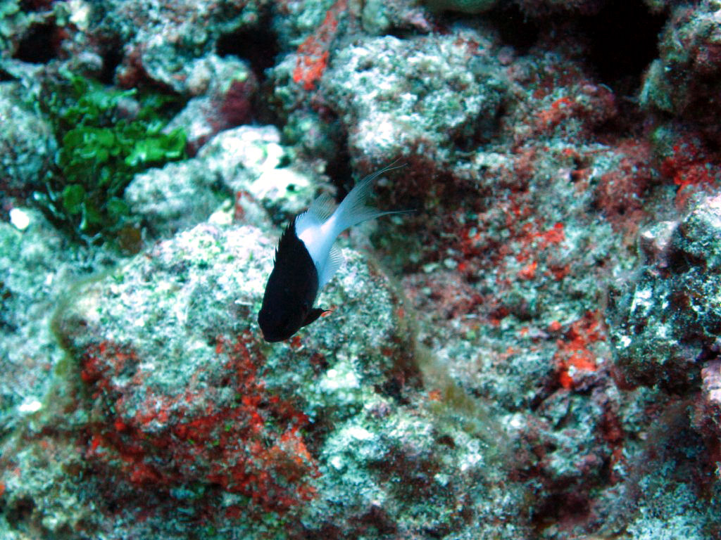 Pacific Half-and-Half Chromis