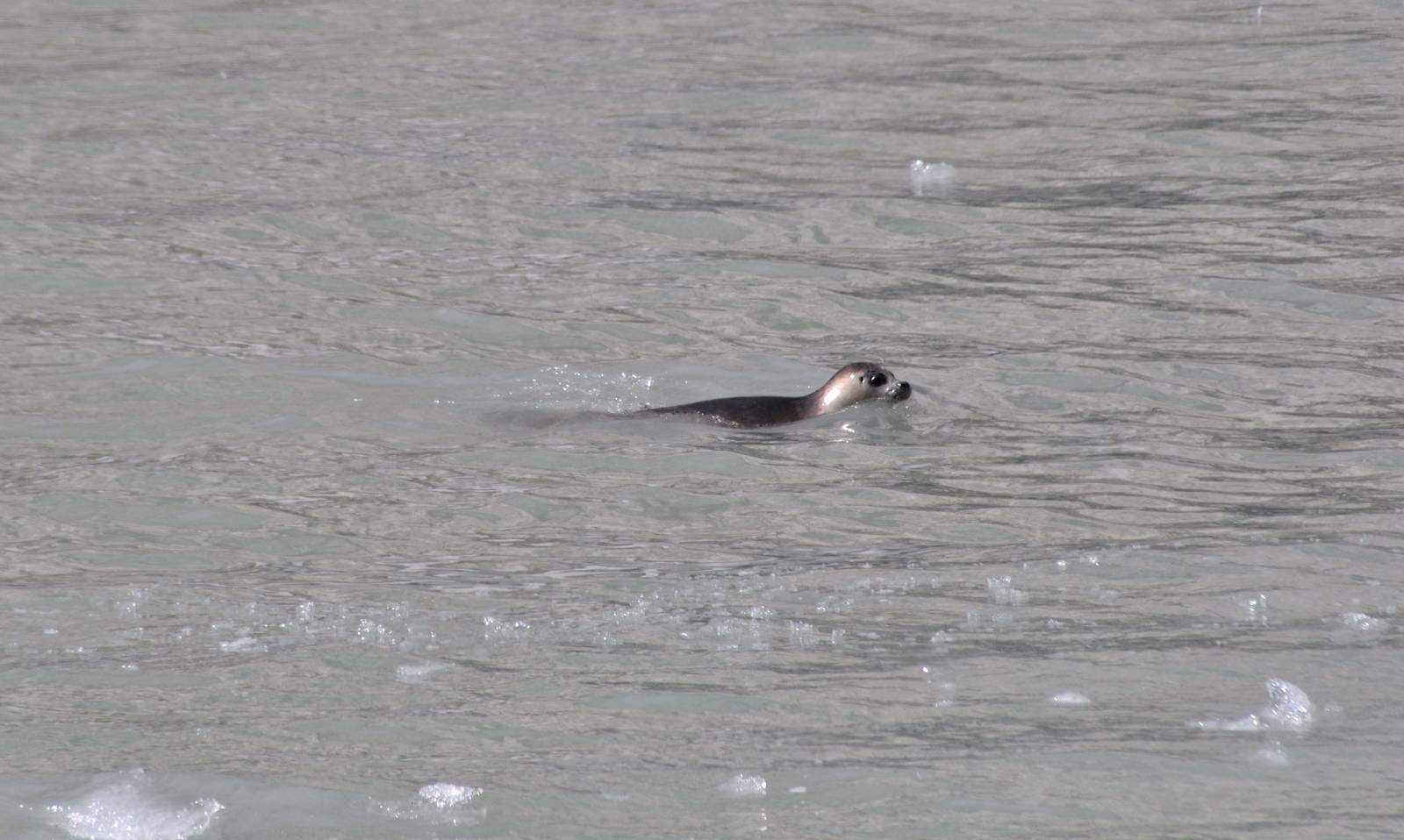 Pacific Harbor Seal - Alaska