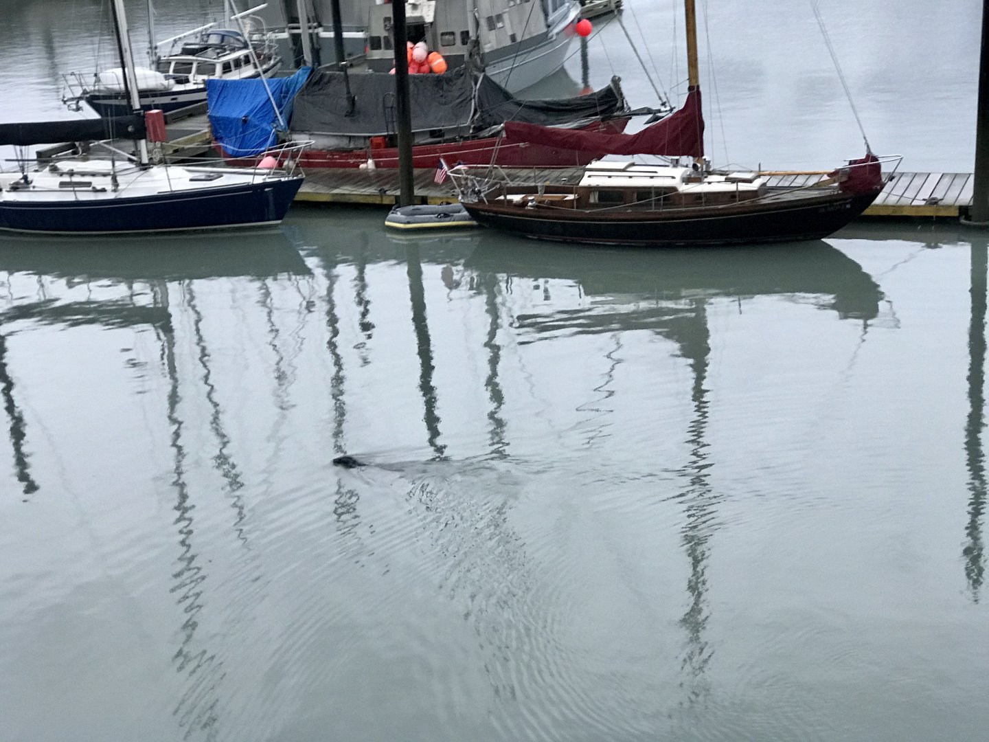 Pacific Harbor Seal - Alaska
