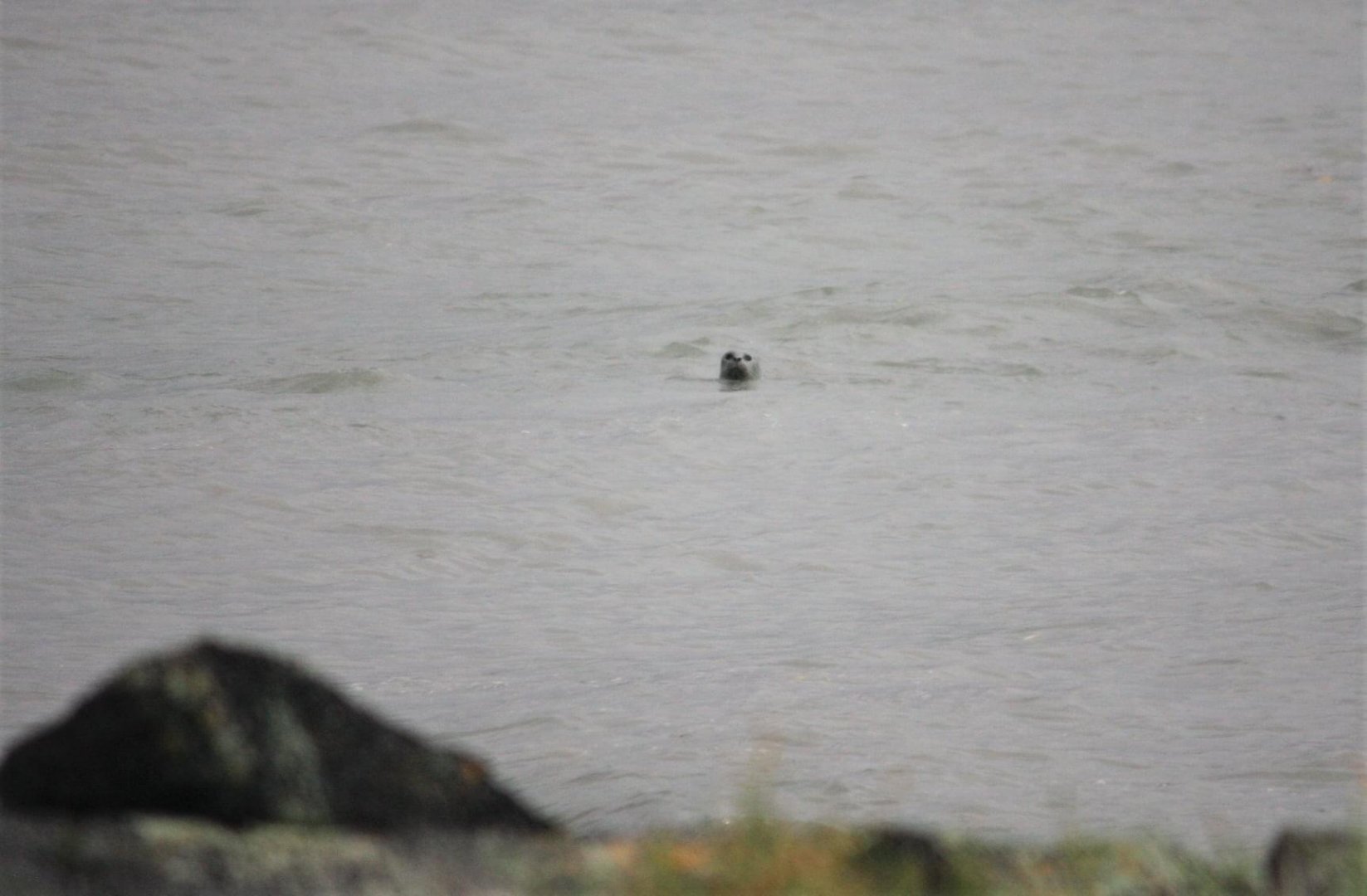 Pacific Harbor Seal.  Alaska.