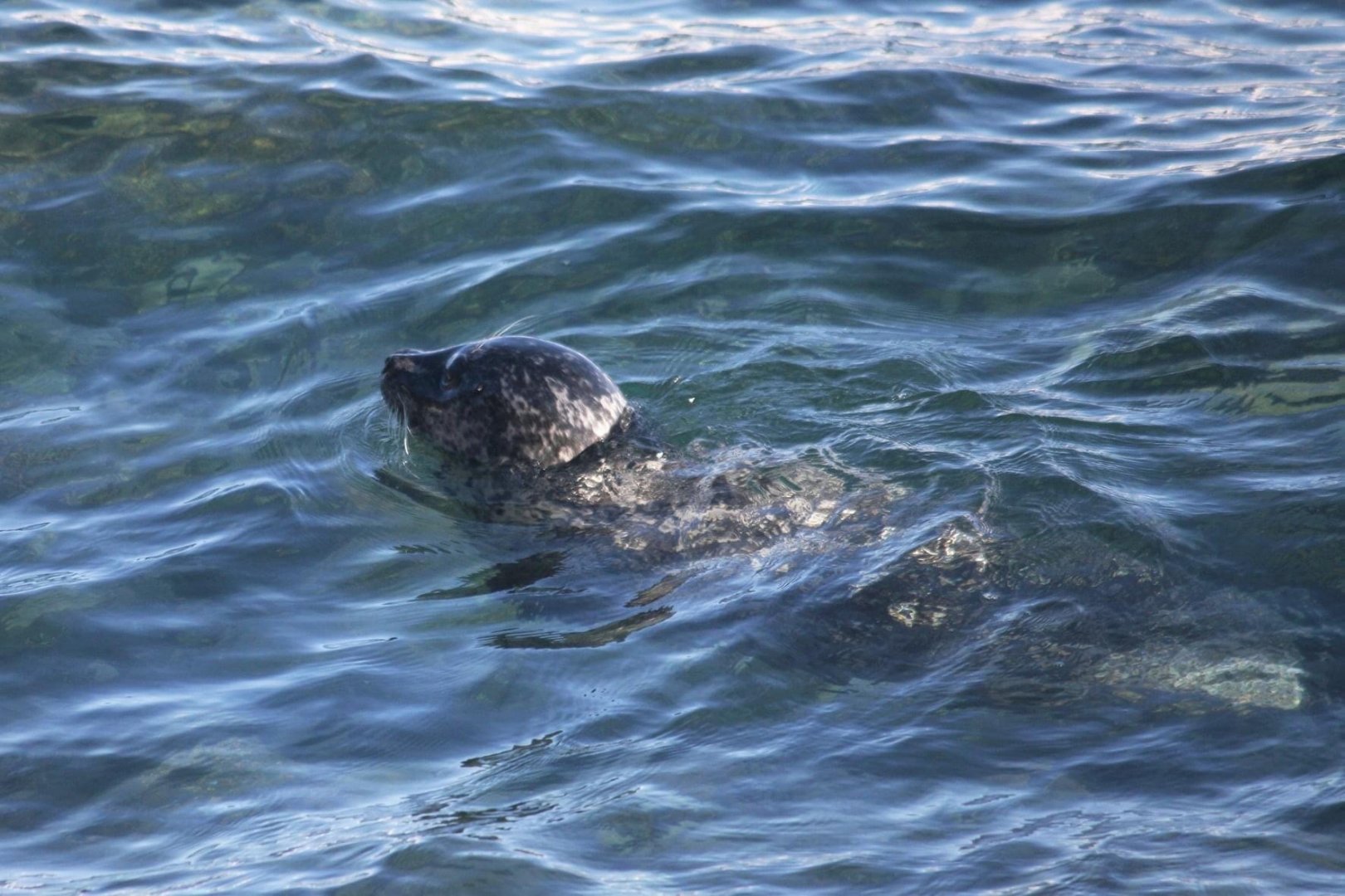 Pacific Harbor Seal - Alaska