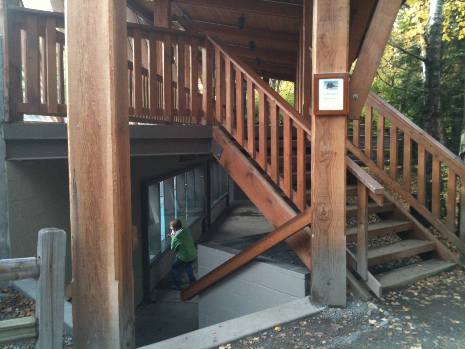 Pacific Harbor Seal and Northern River Otter Underwater Viewing Area