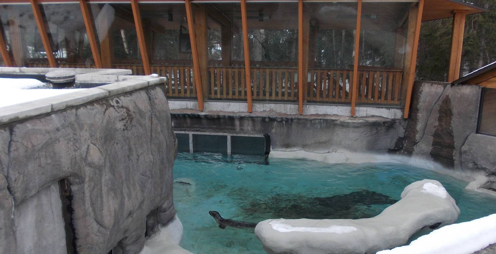 Pacific Harbor Seal Exhibit